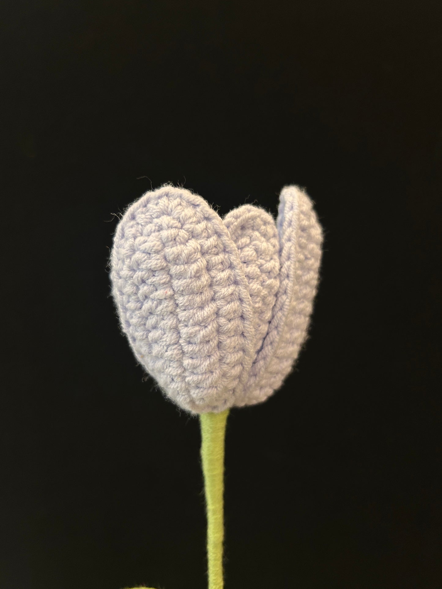 Tulip