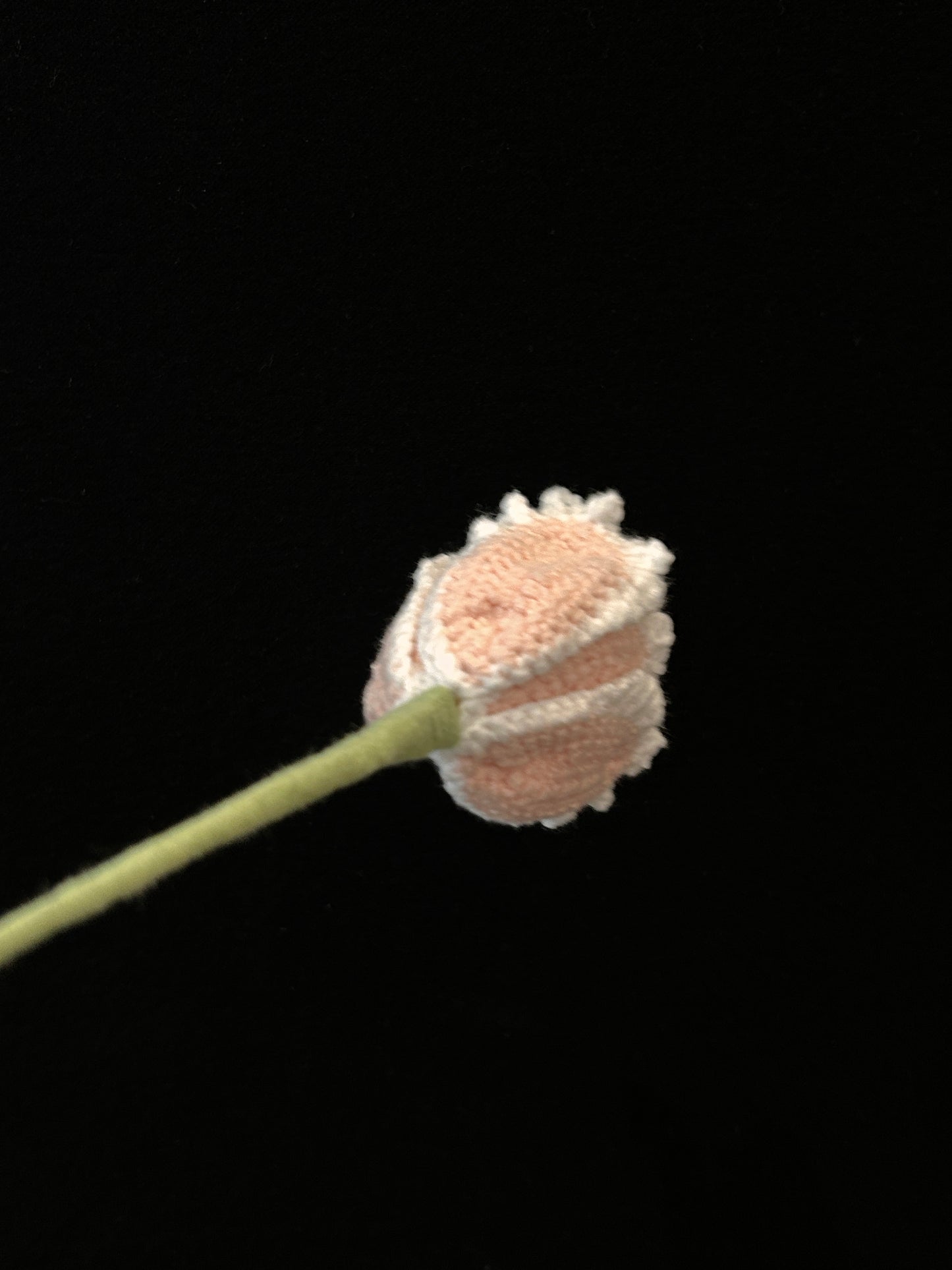 Tulip (Curly Petal)