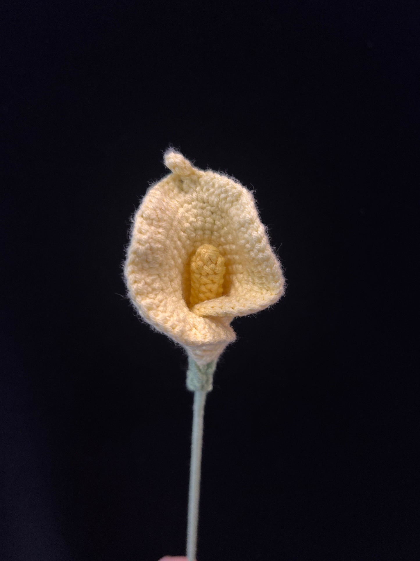 Calla Lily