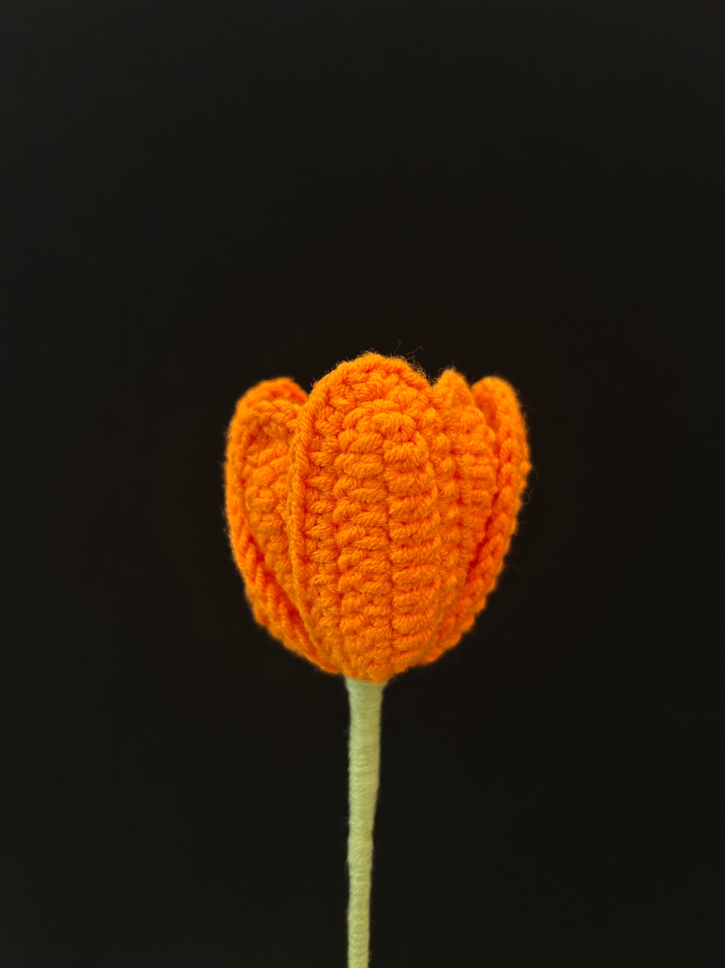 Tulip