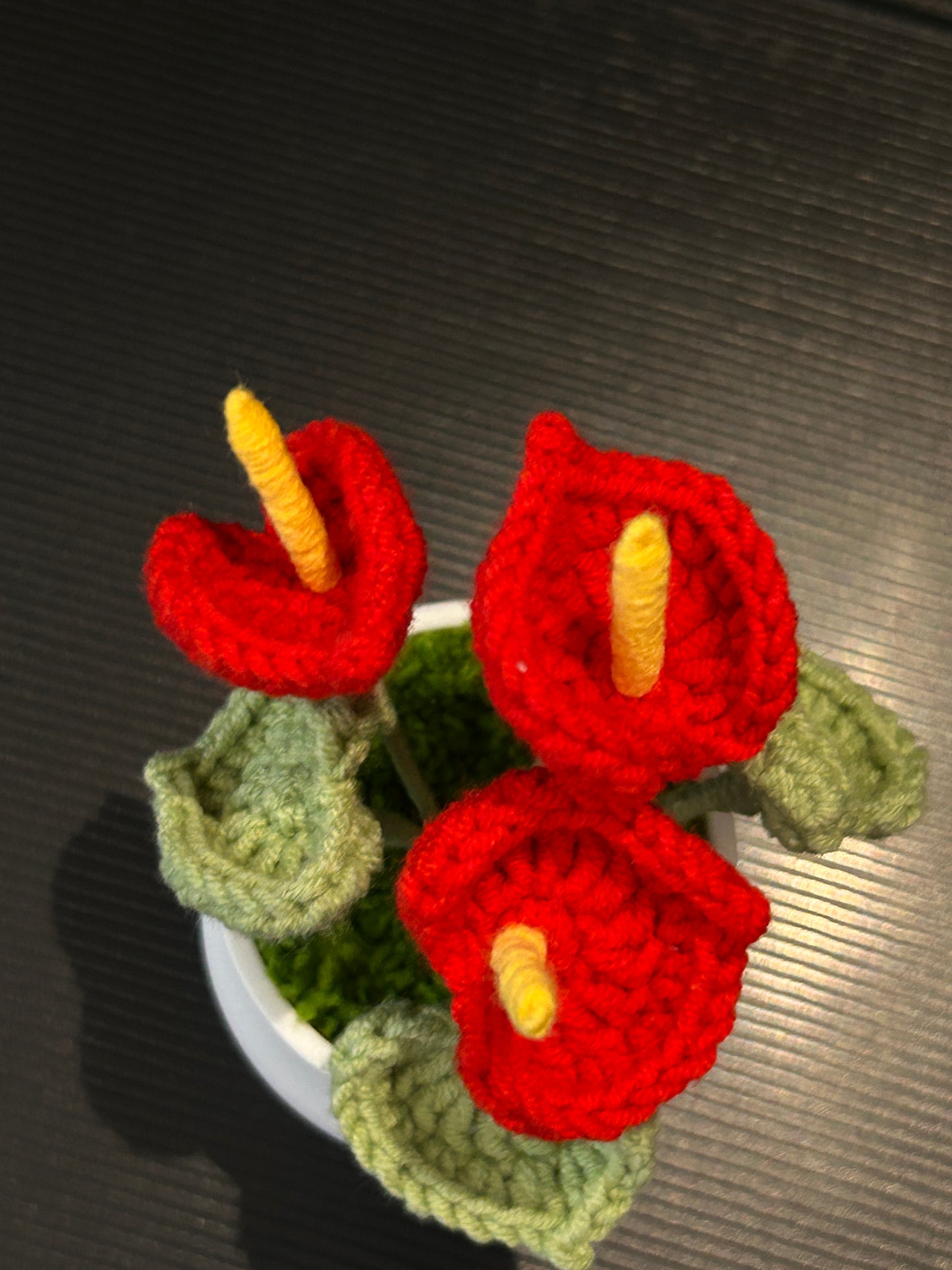 Anthurium in White Pot
