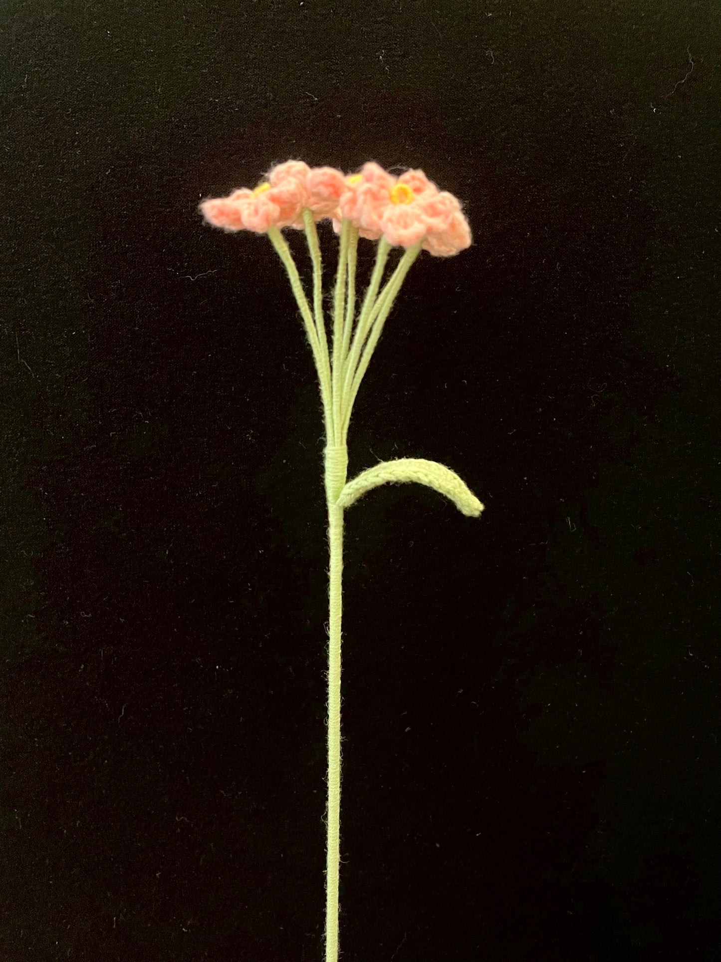 Forget-me-not