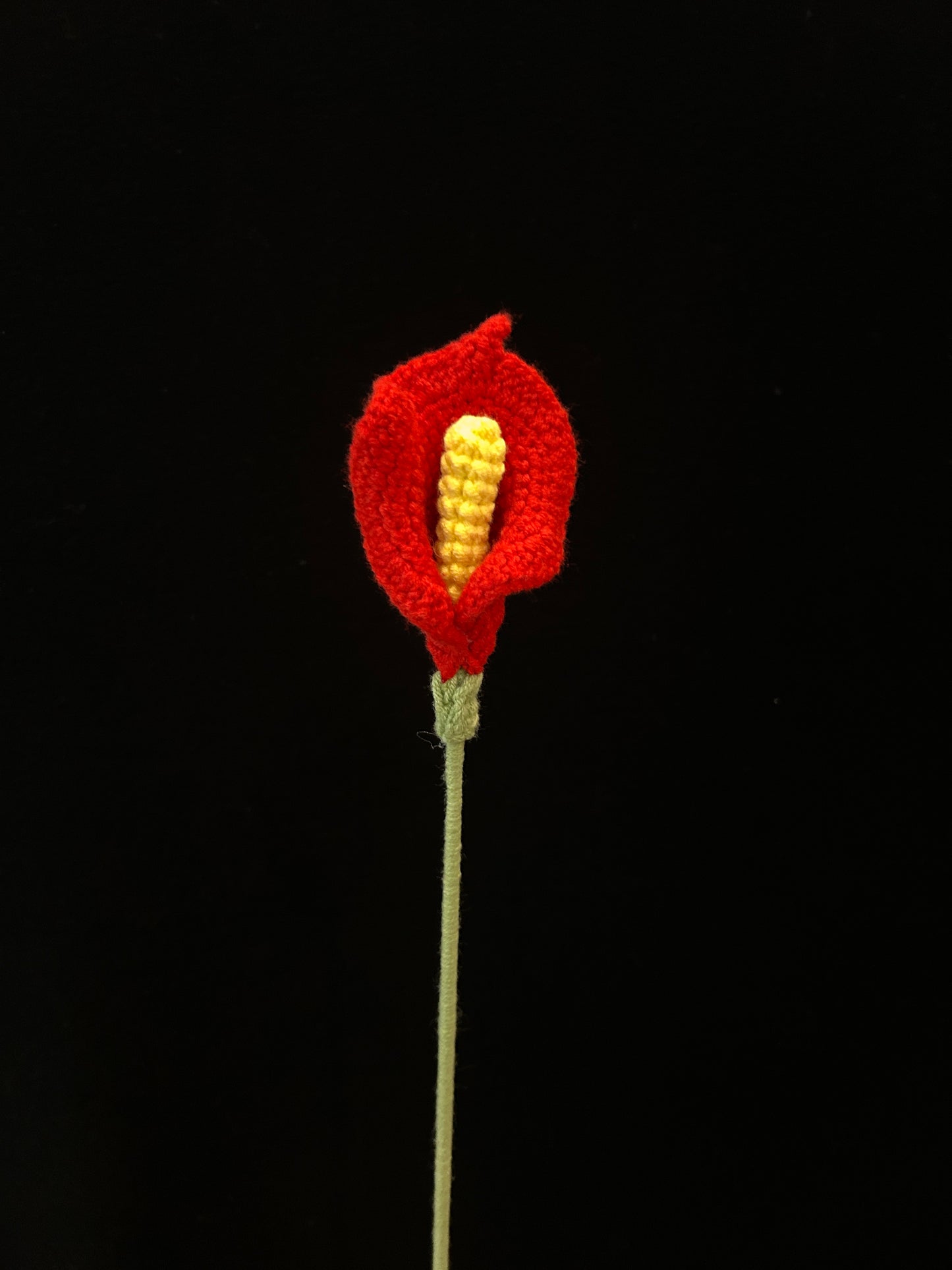Calla Lily