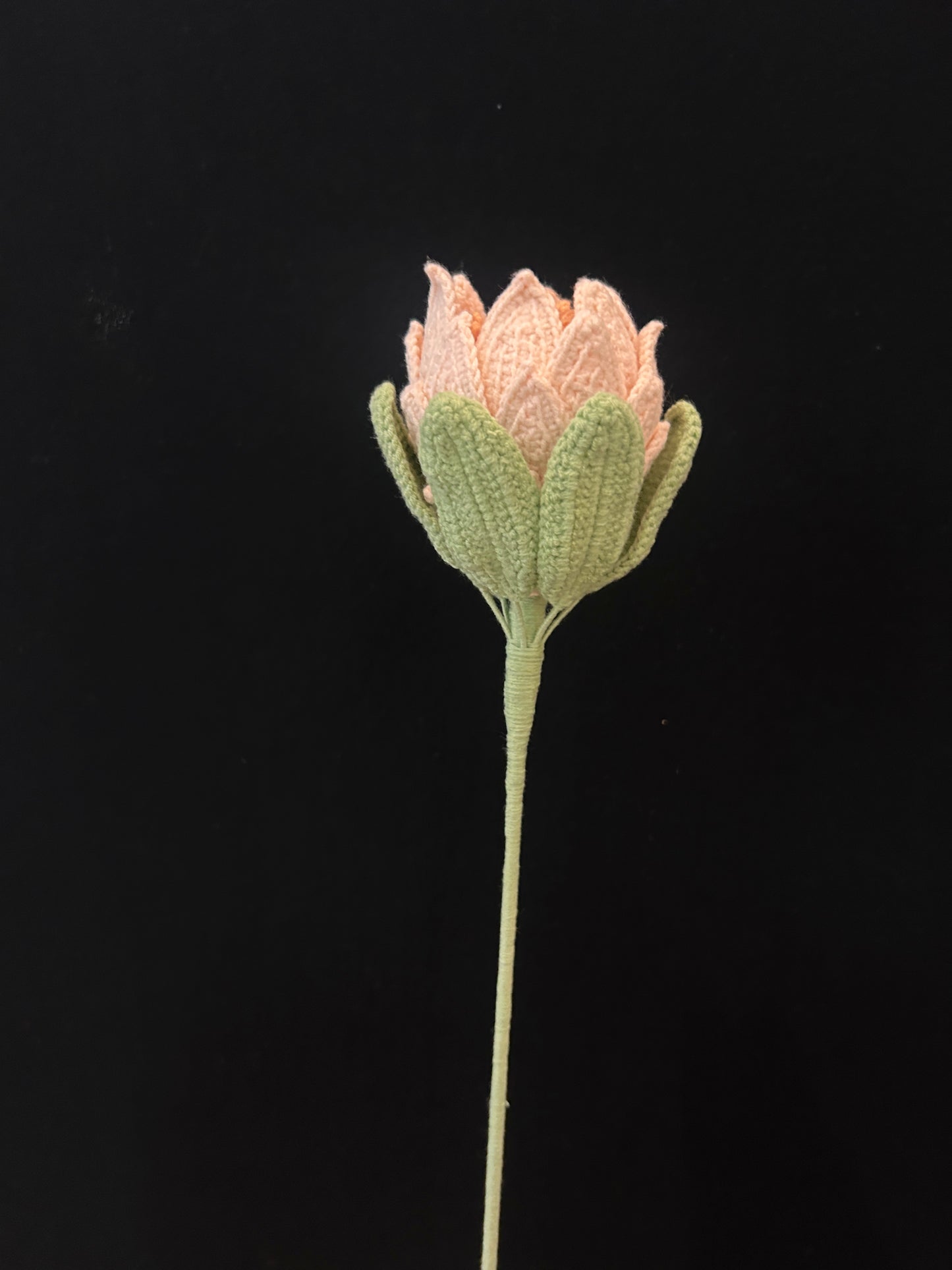 King Protea