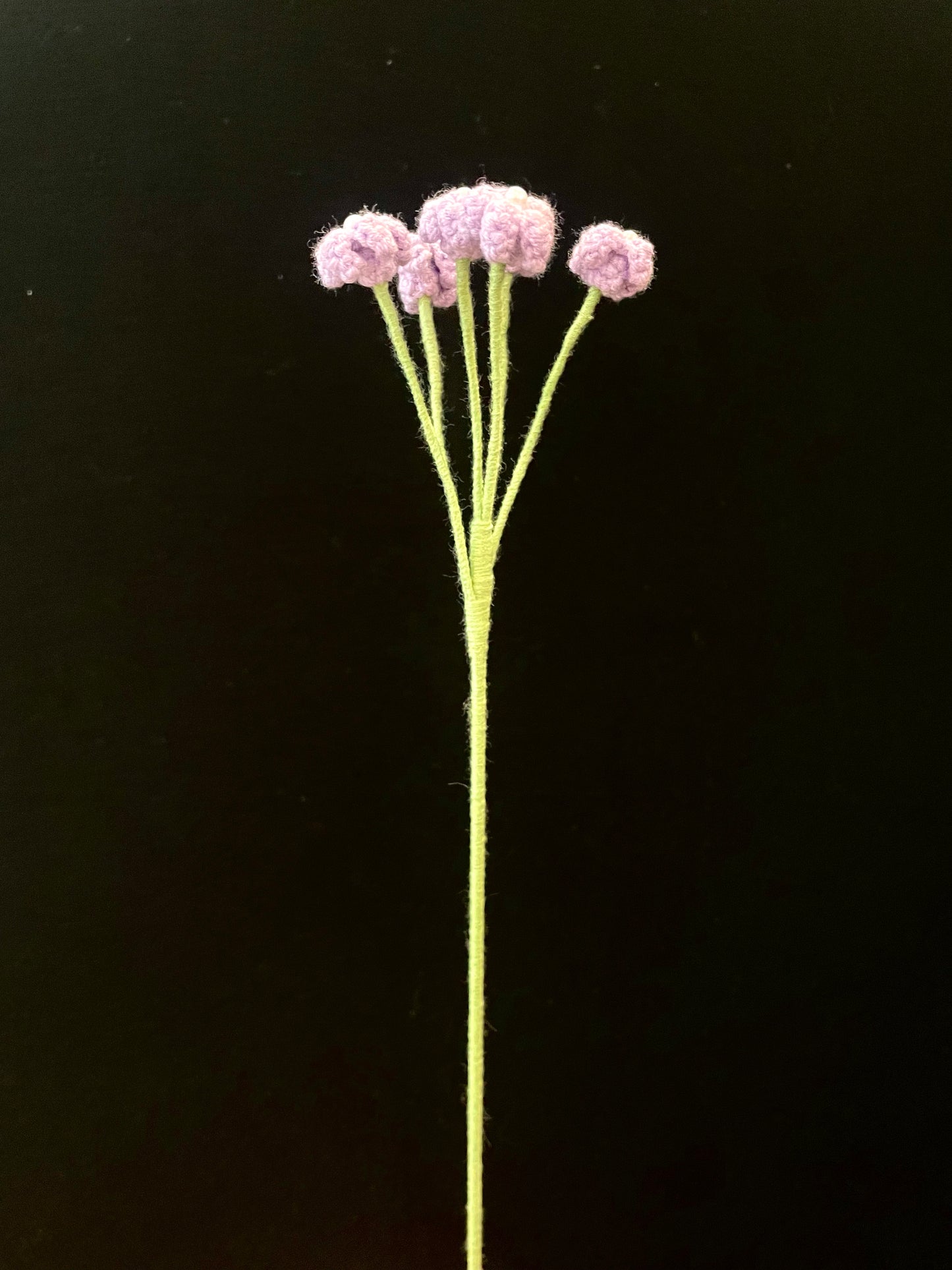 Baby’s Breath