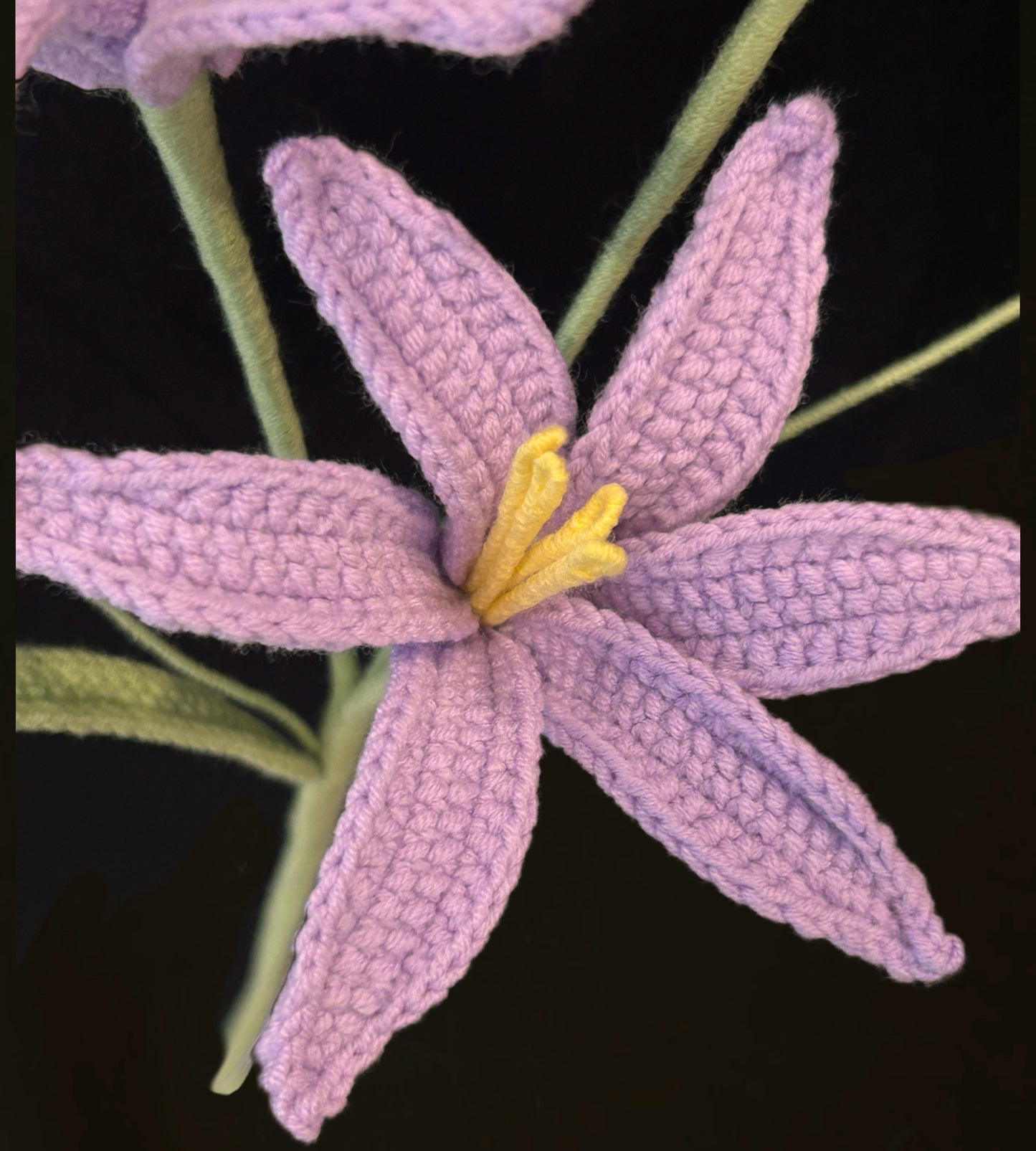 Zephyranthes Candida (Rain Lily)