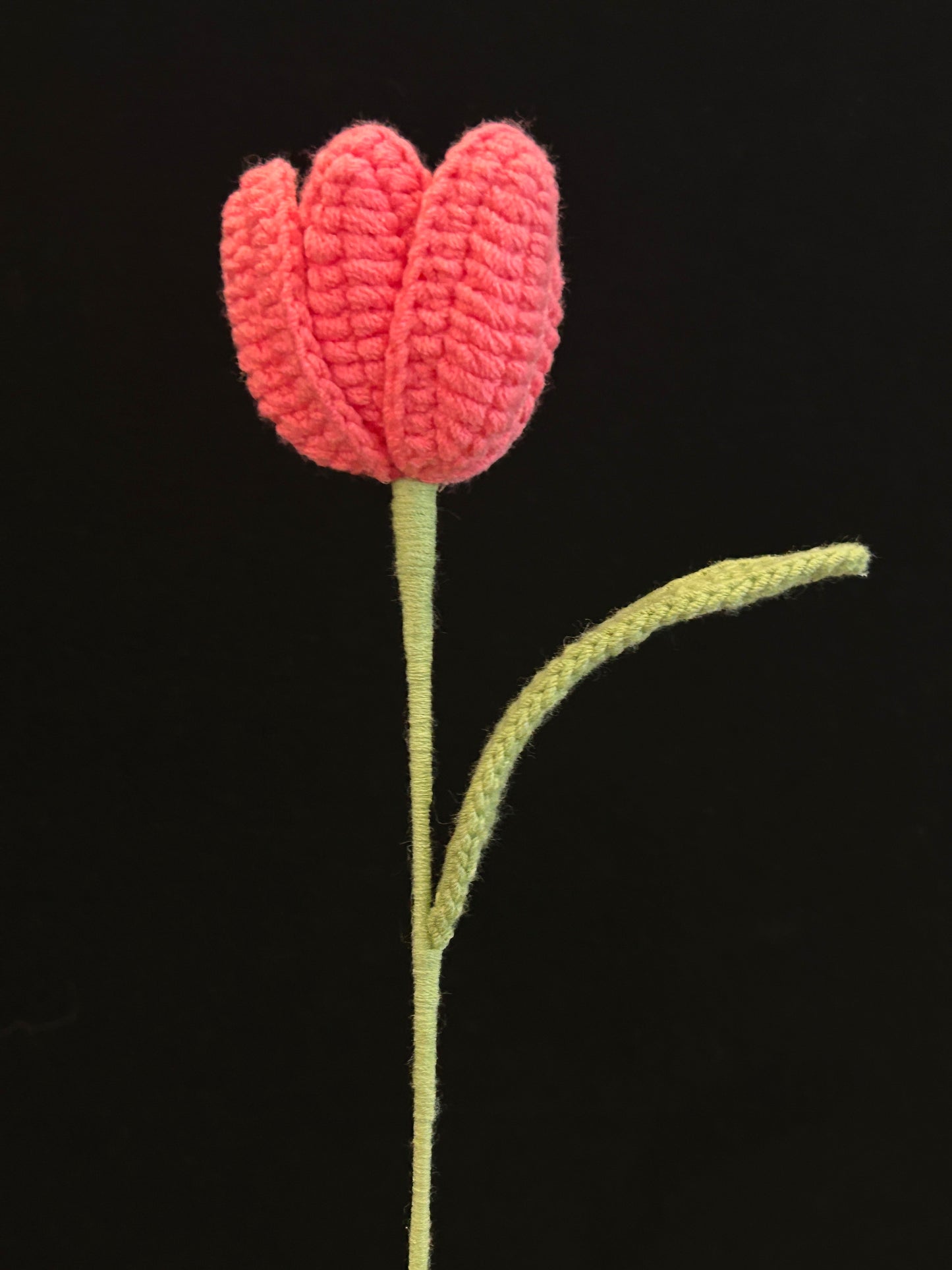 Tulip