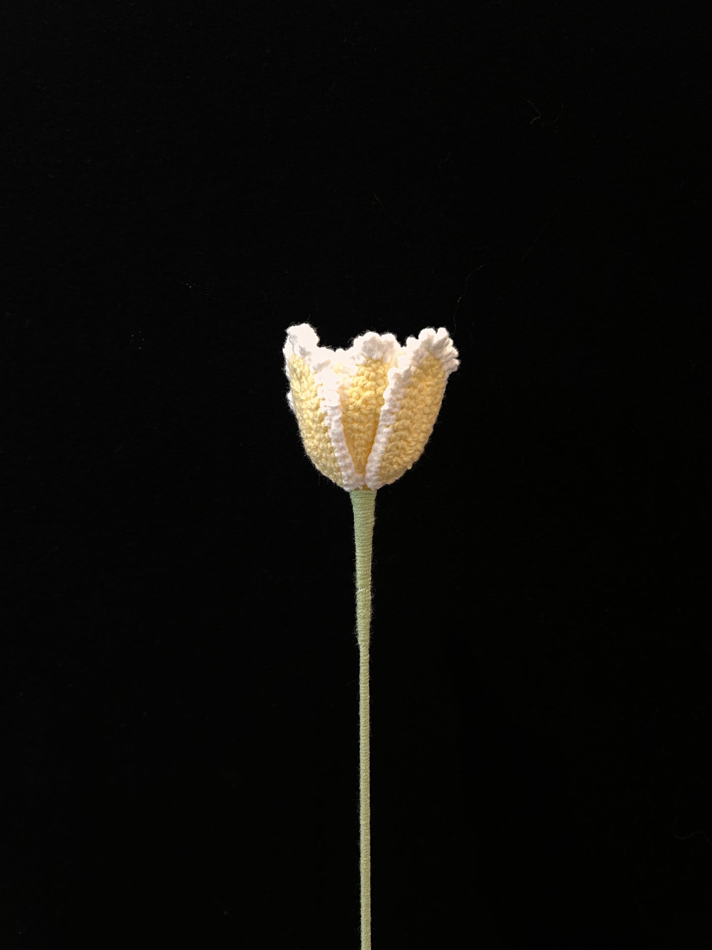 Tulip (Curly Petal)
