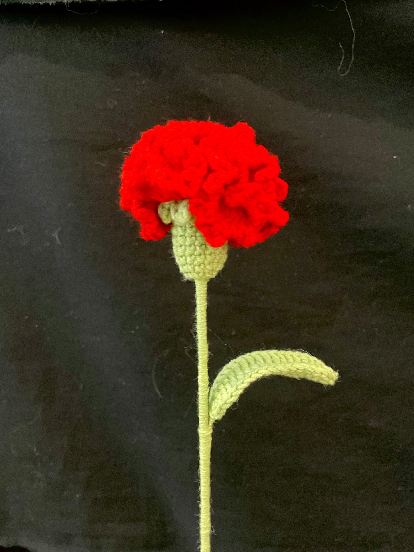 Carnation