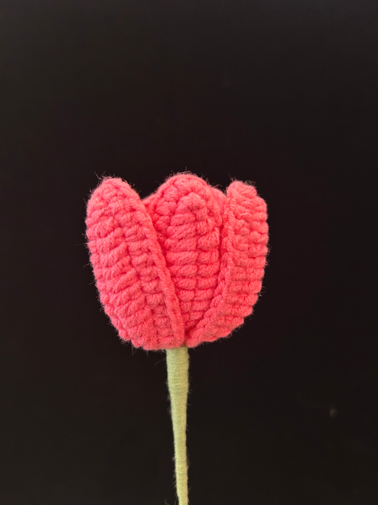 Tulip