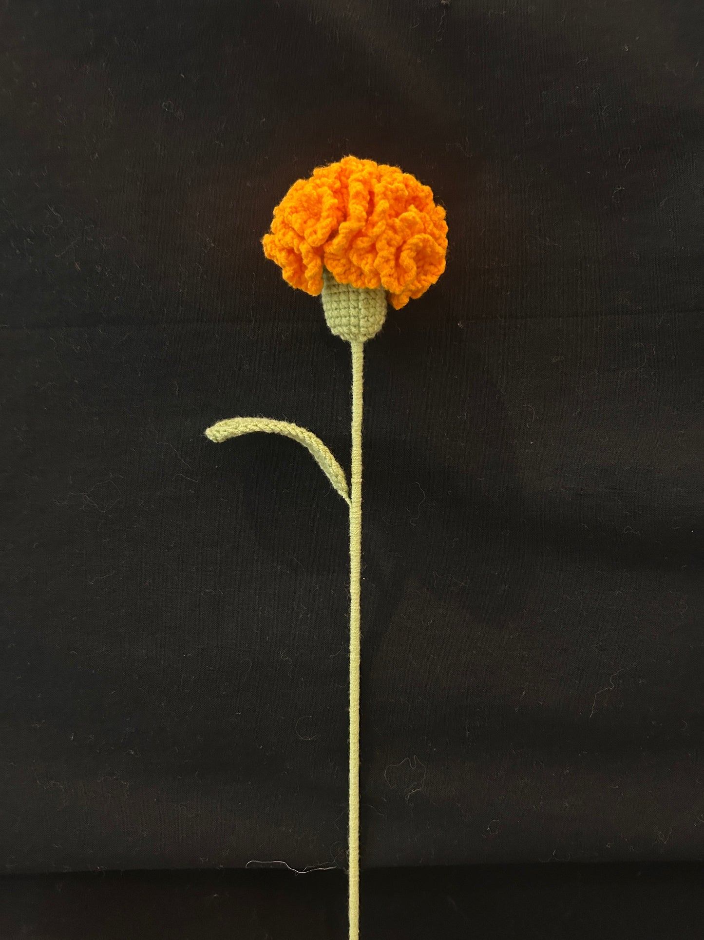 Carnation