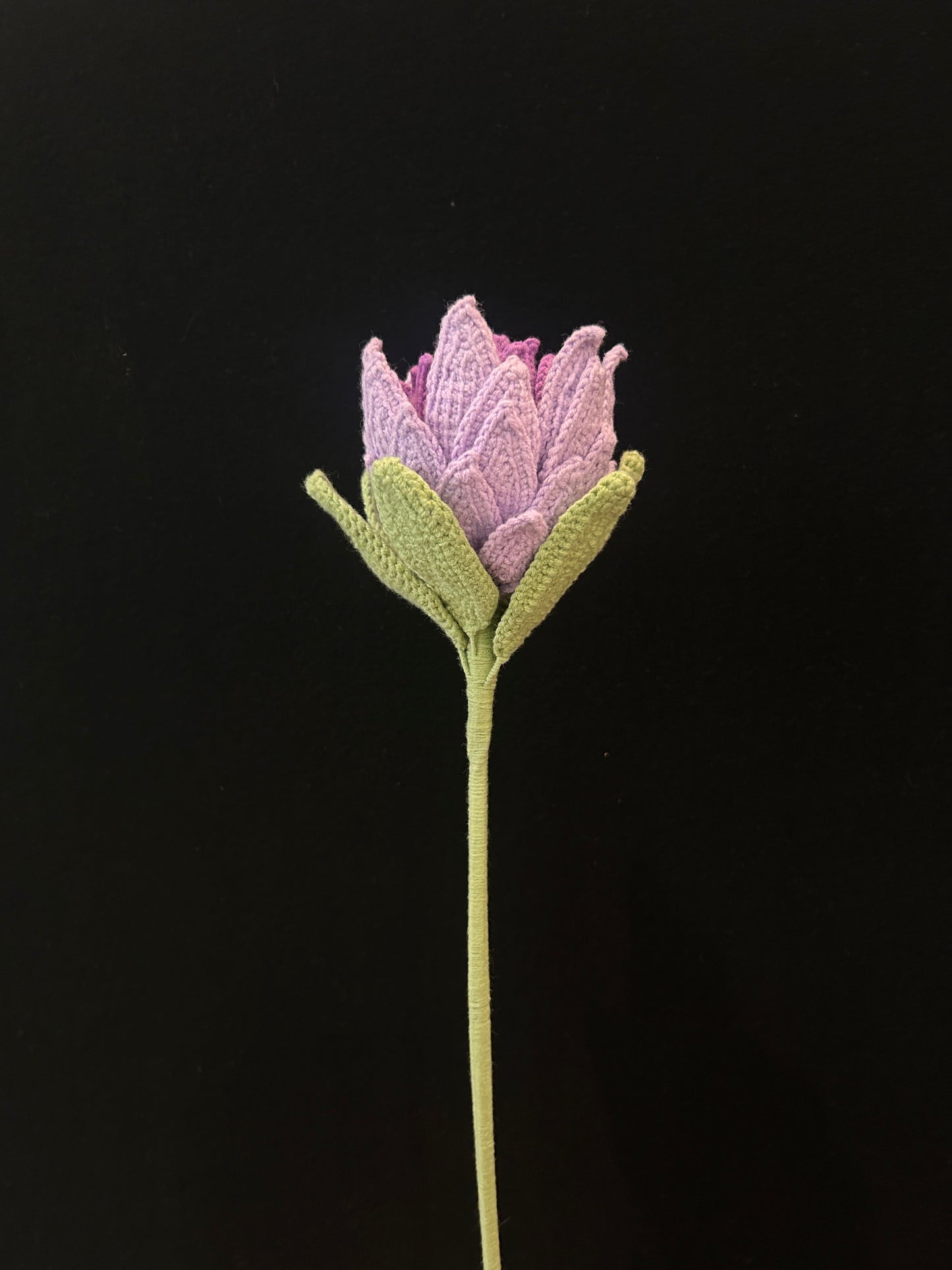 King Protea
