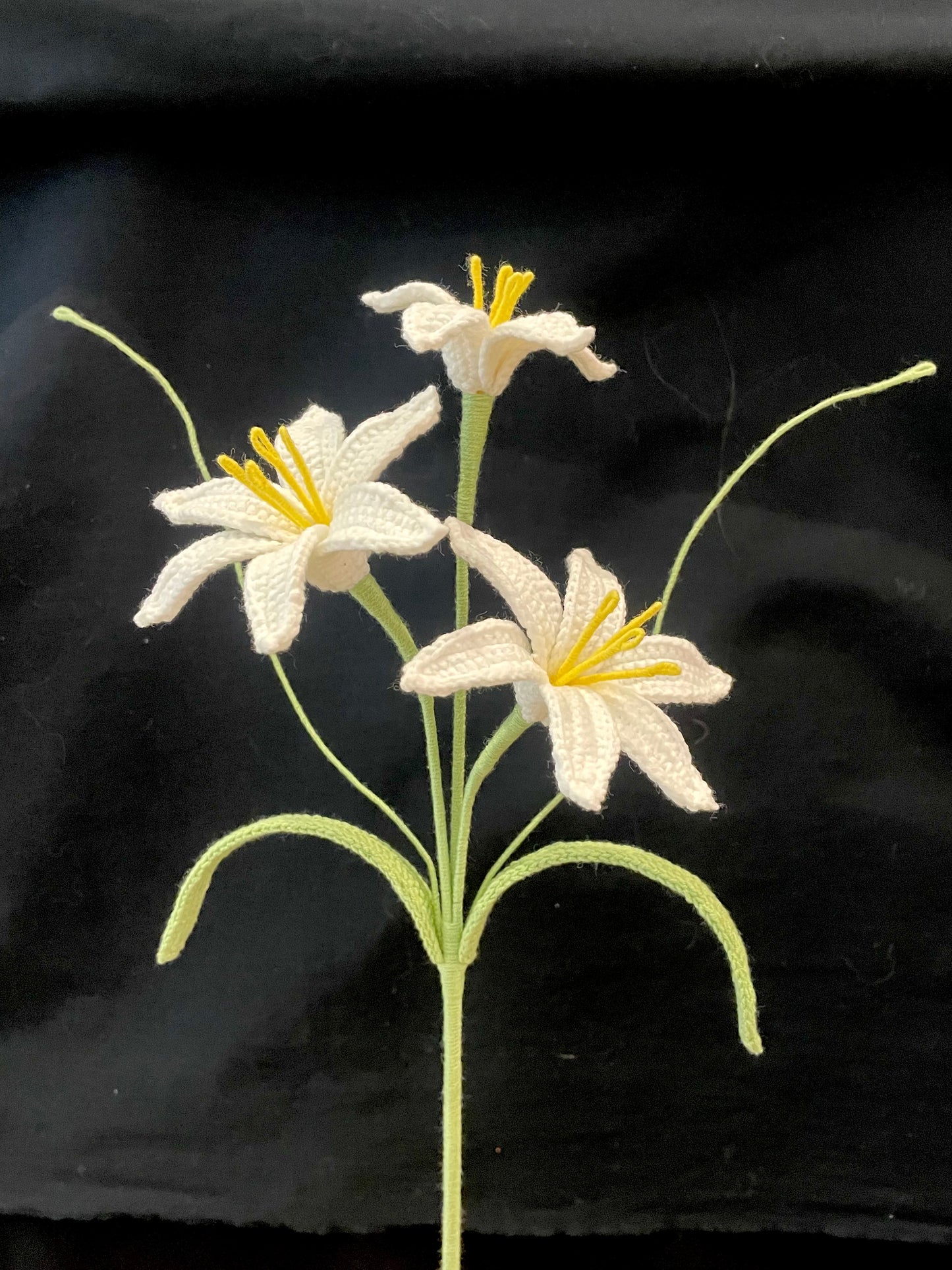 Zephyranthes Candida (Rain Lily)