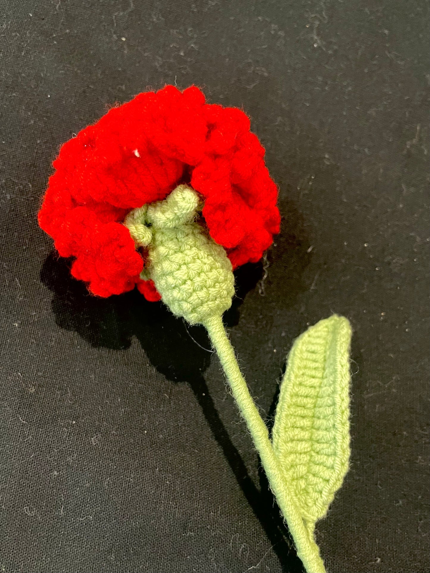 Carnation