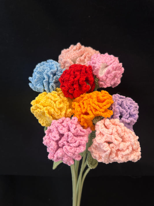Carnation