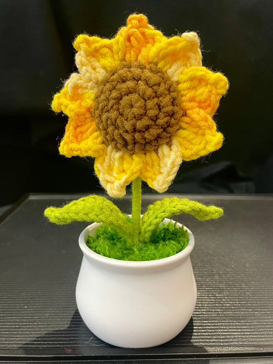 Sunflower in White Pot