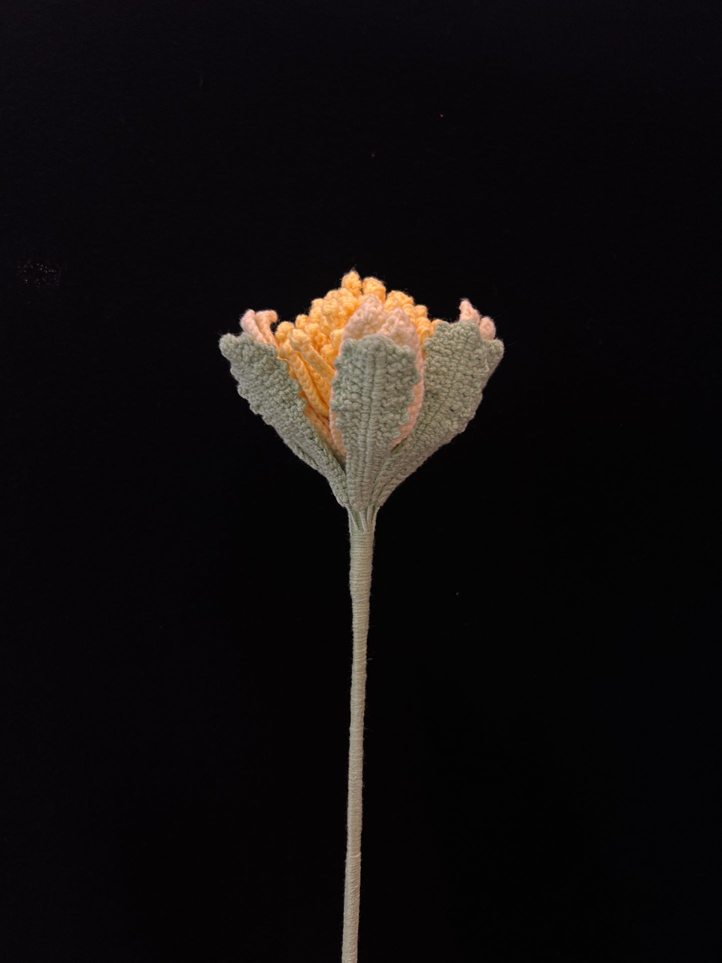 Protea
