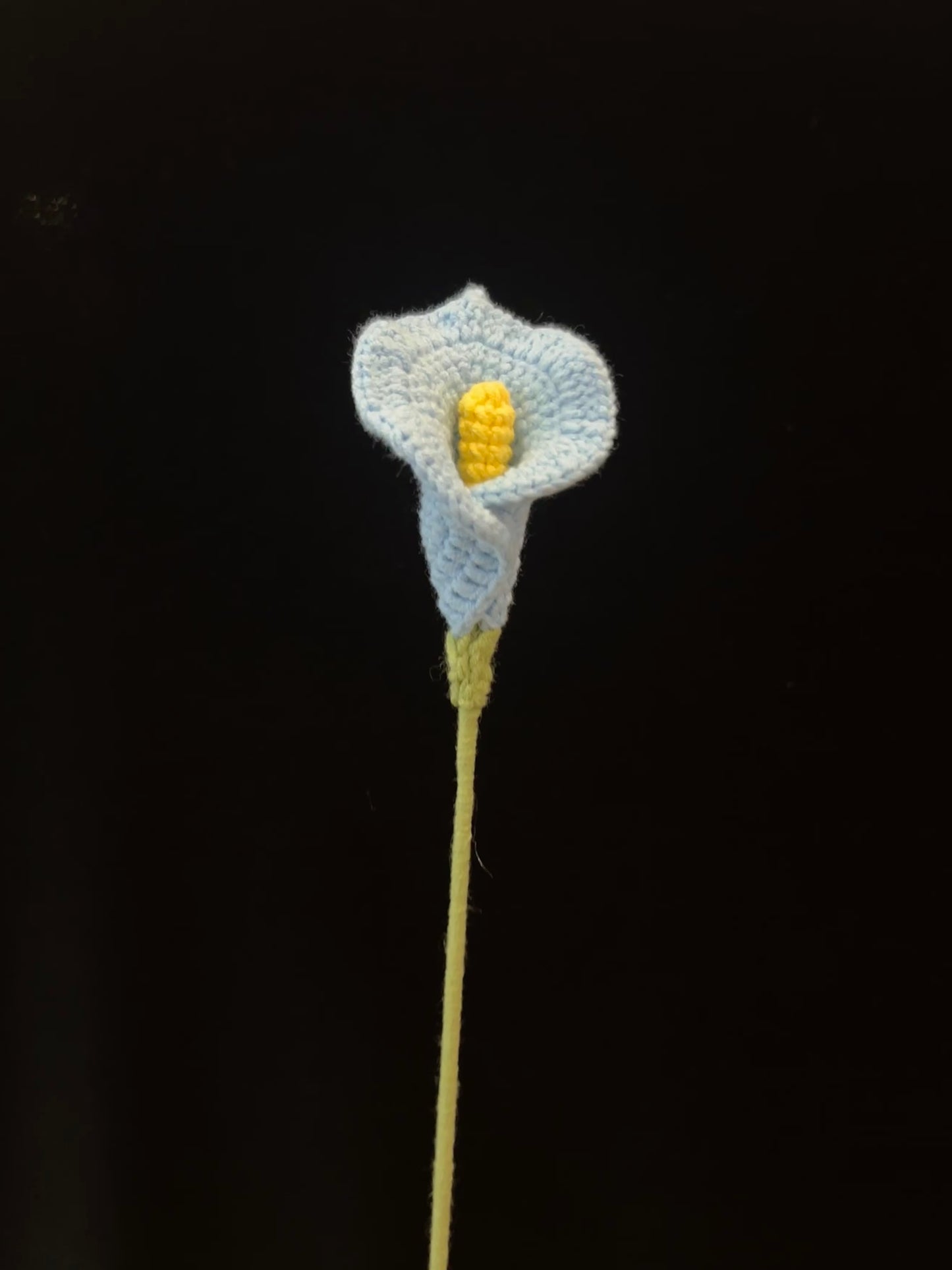 Calla Lily