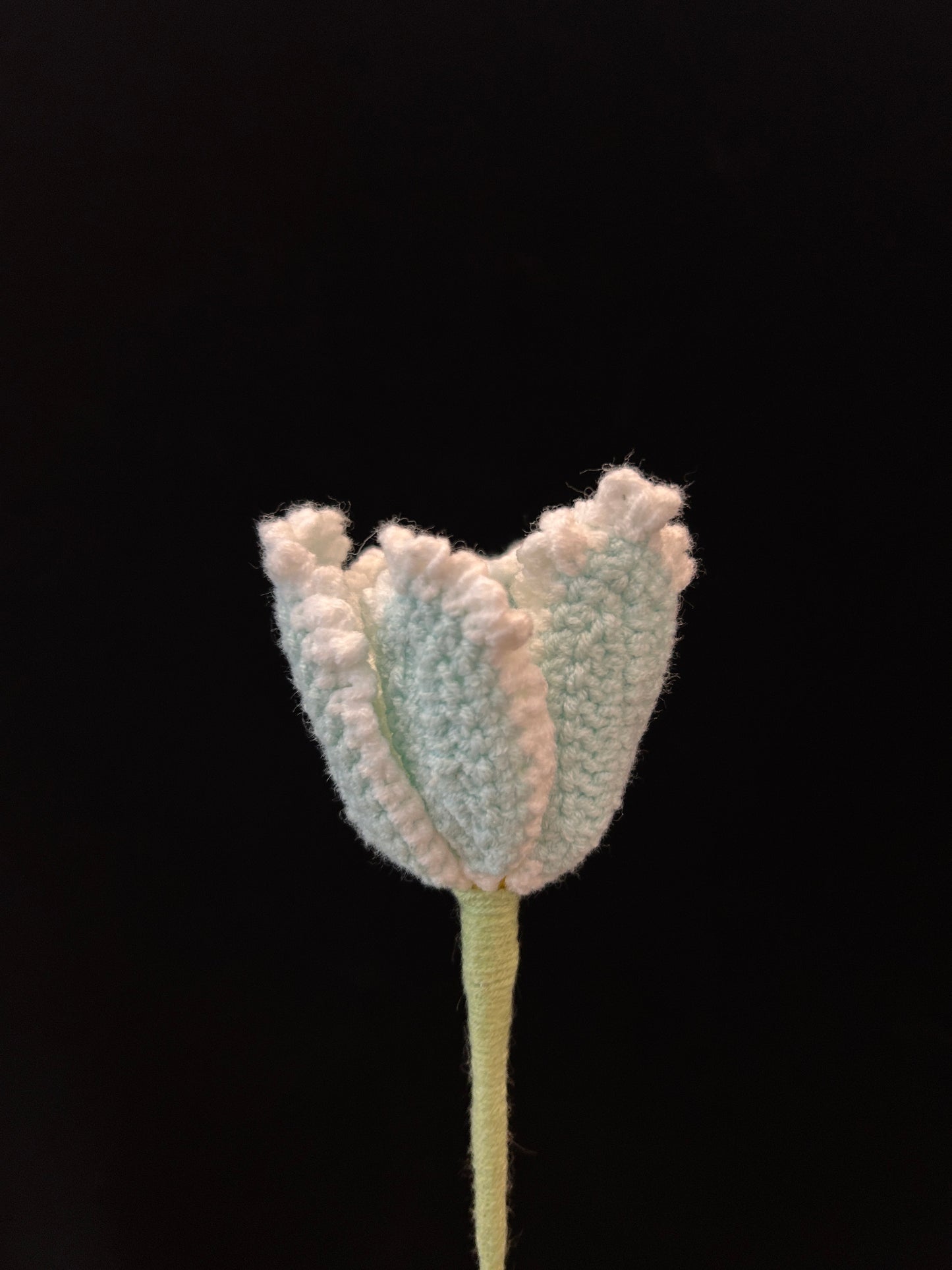 Tulip (Curly Petal)