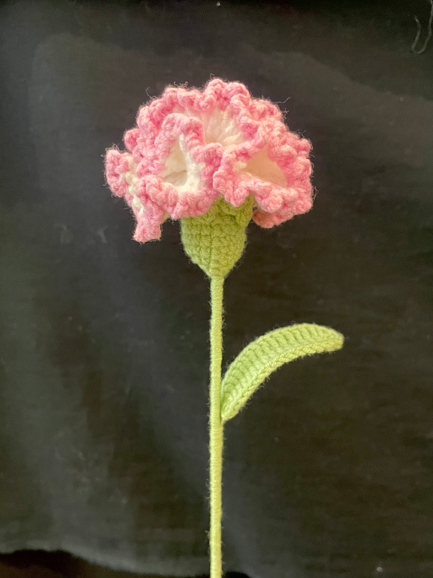 Carnation