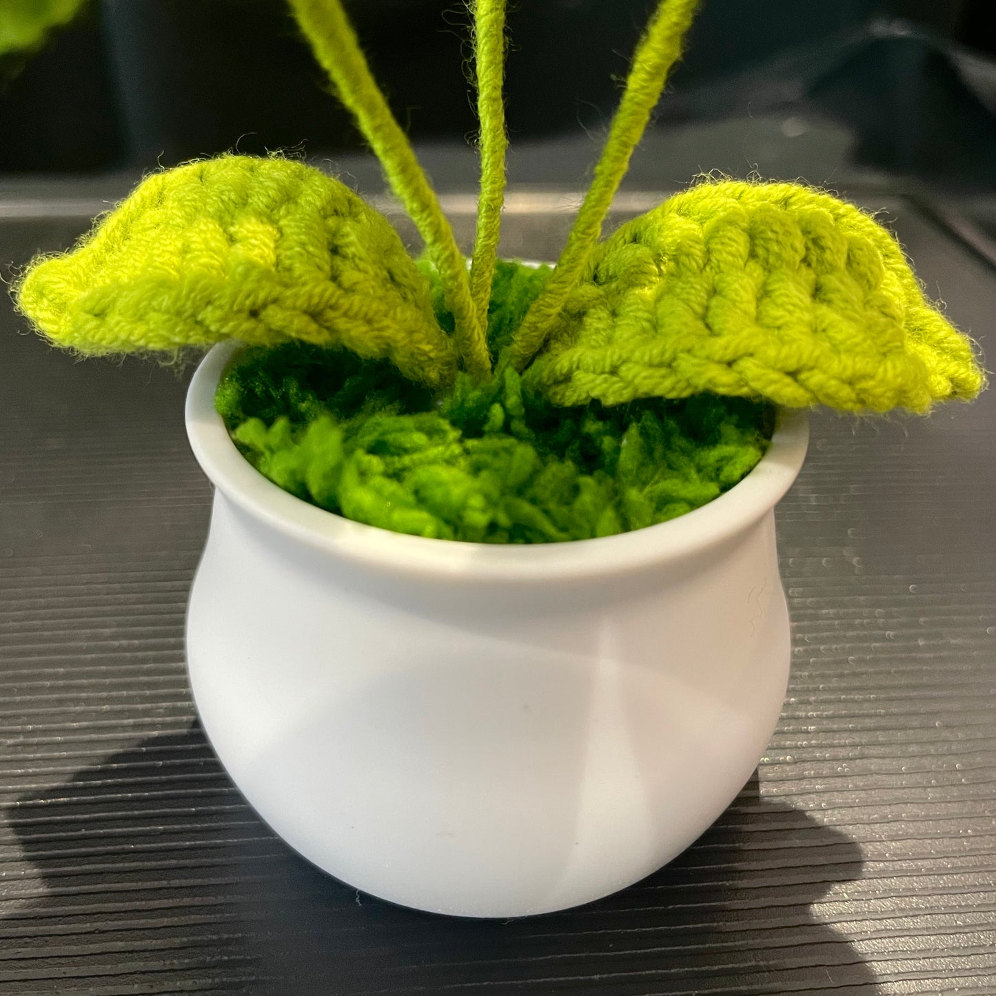 Puff Flower in White Pot