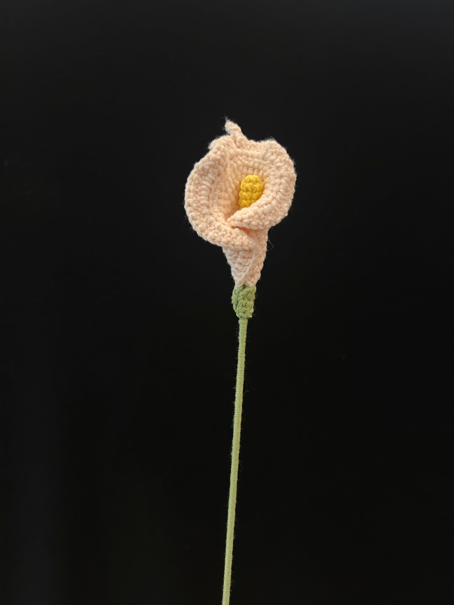 Calla Lily