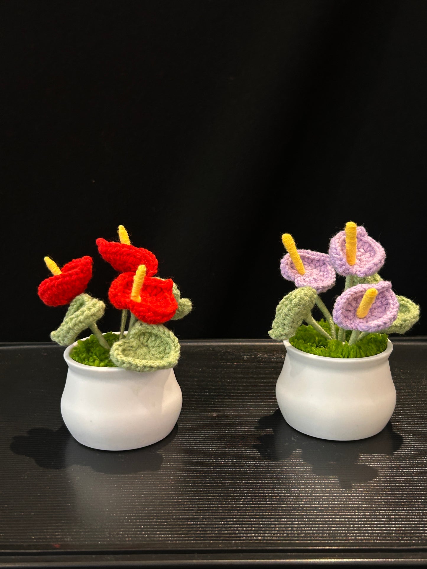 Anthurium in White Pot