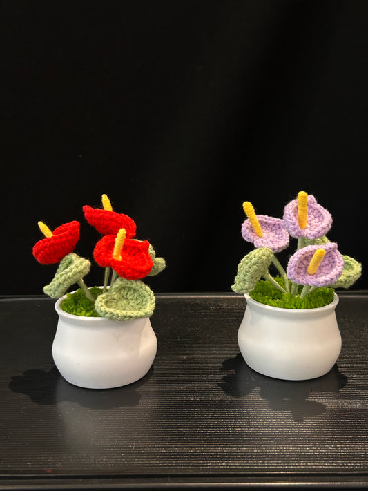 Anthurium in White Pot