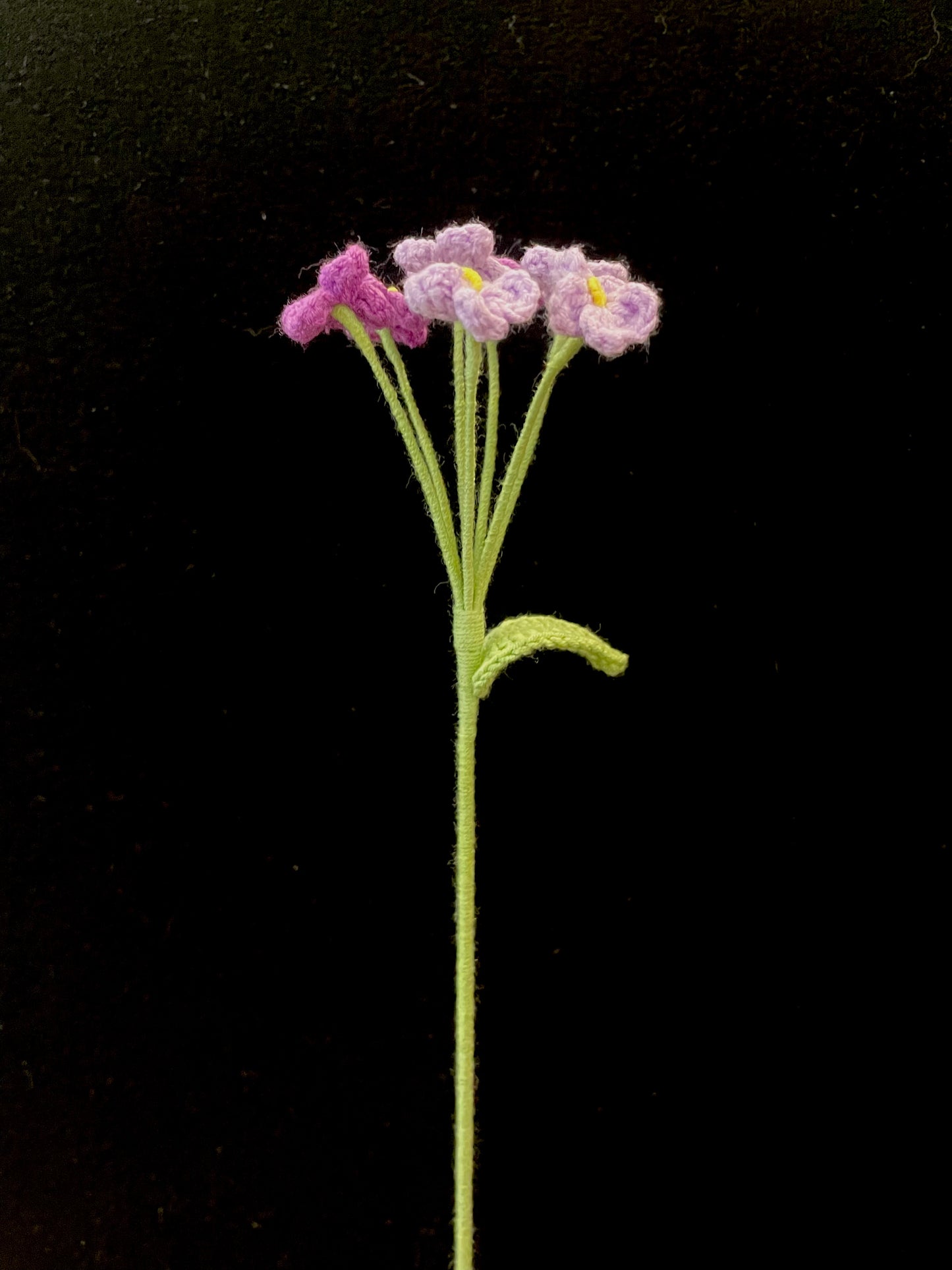 Forget-me-not