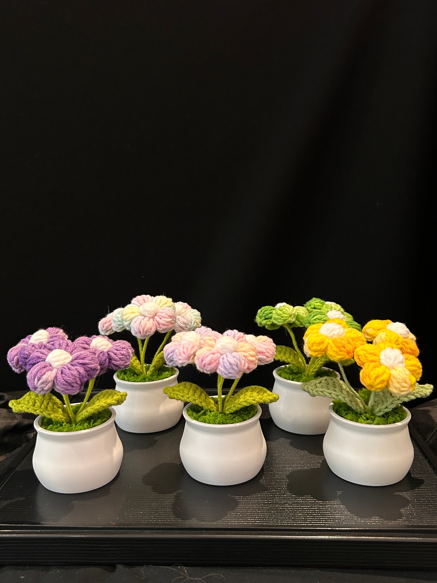Puff Flower in White Pot