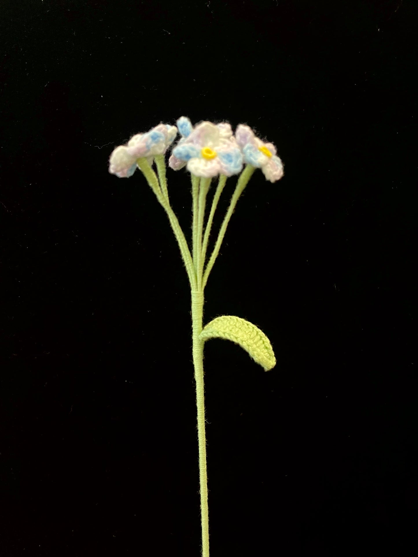 Forget-me-not