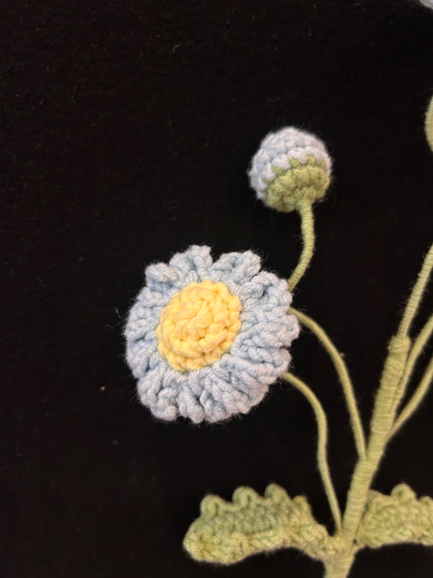 Daisy