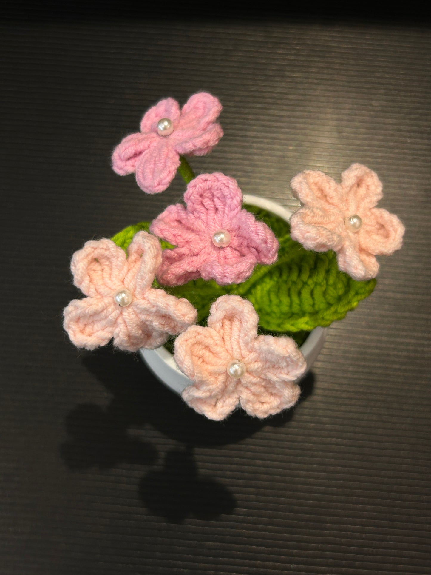 Forget-me-not in White pot