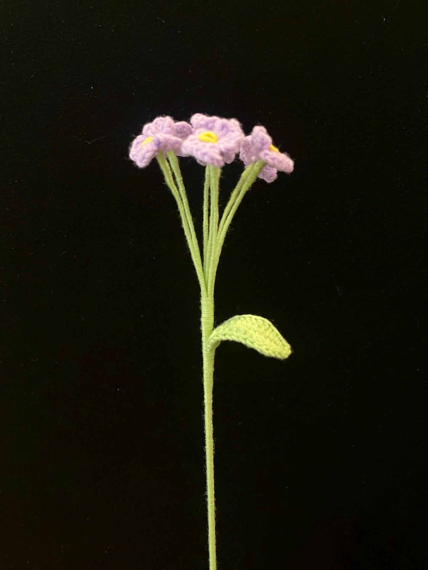 Forget-me-not