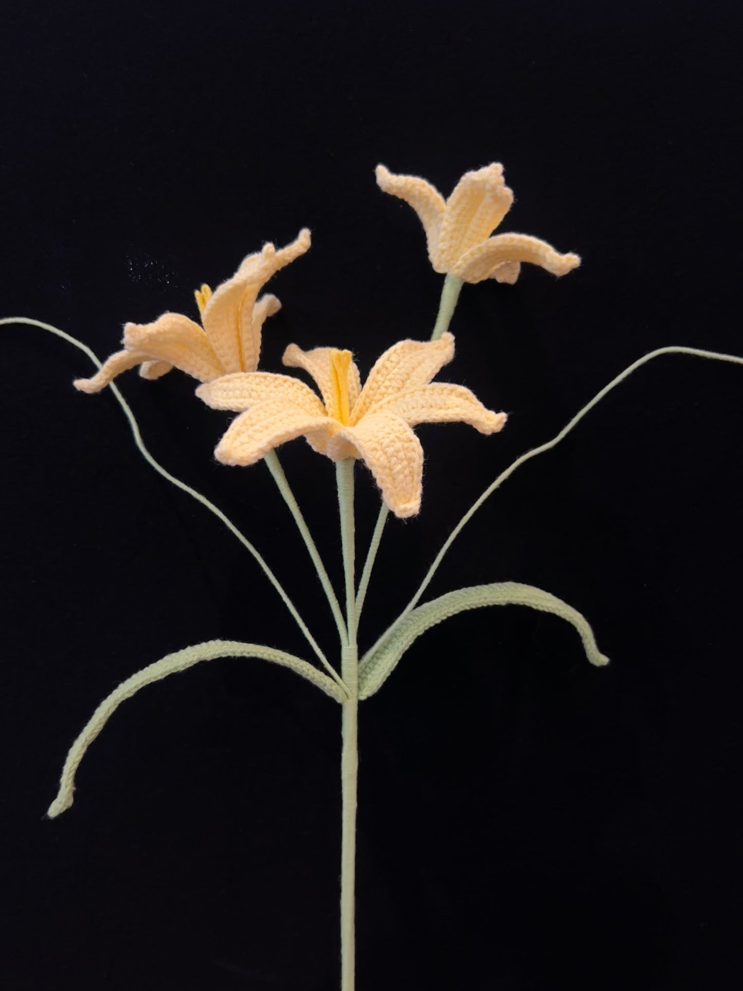 Zephyranthes Candida (Rain Lily)