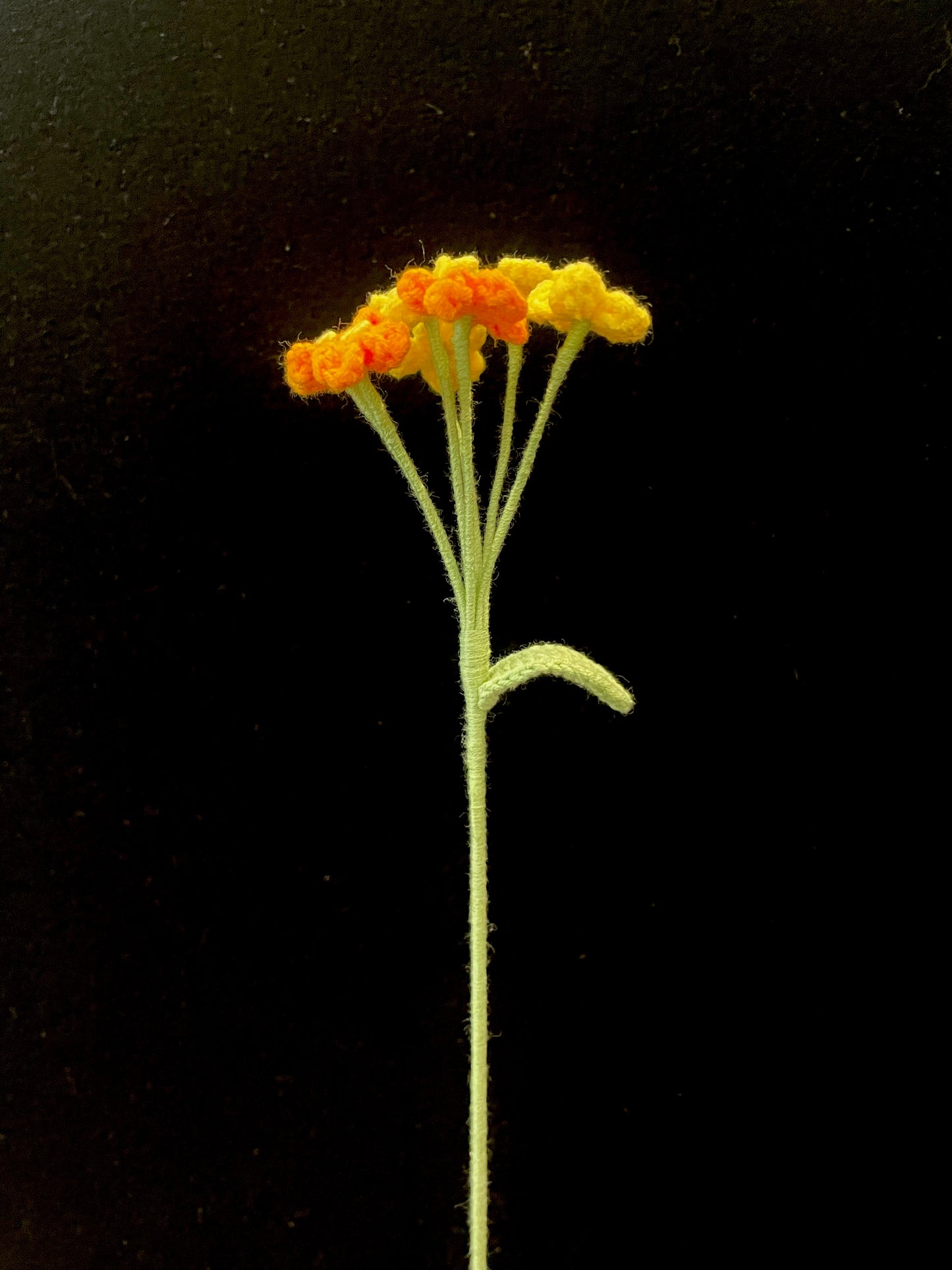 Forget-me-not