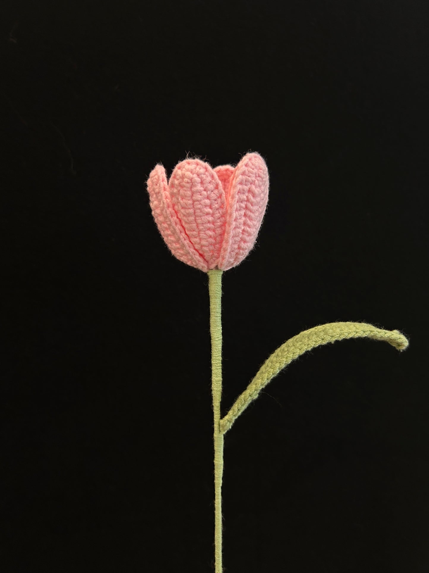Tulip
