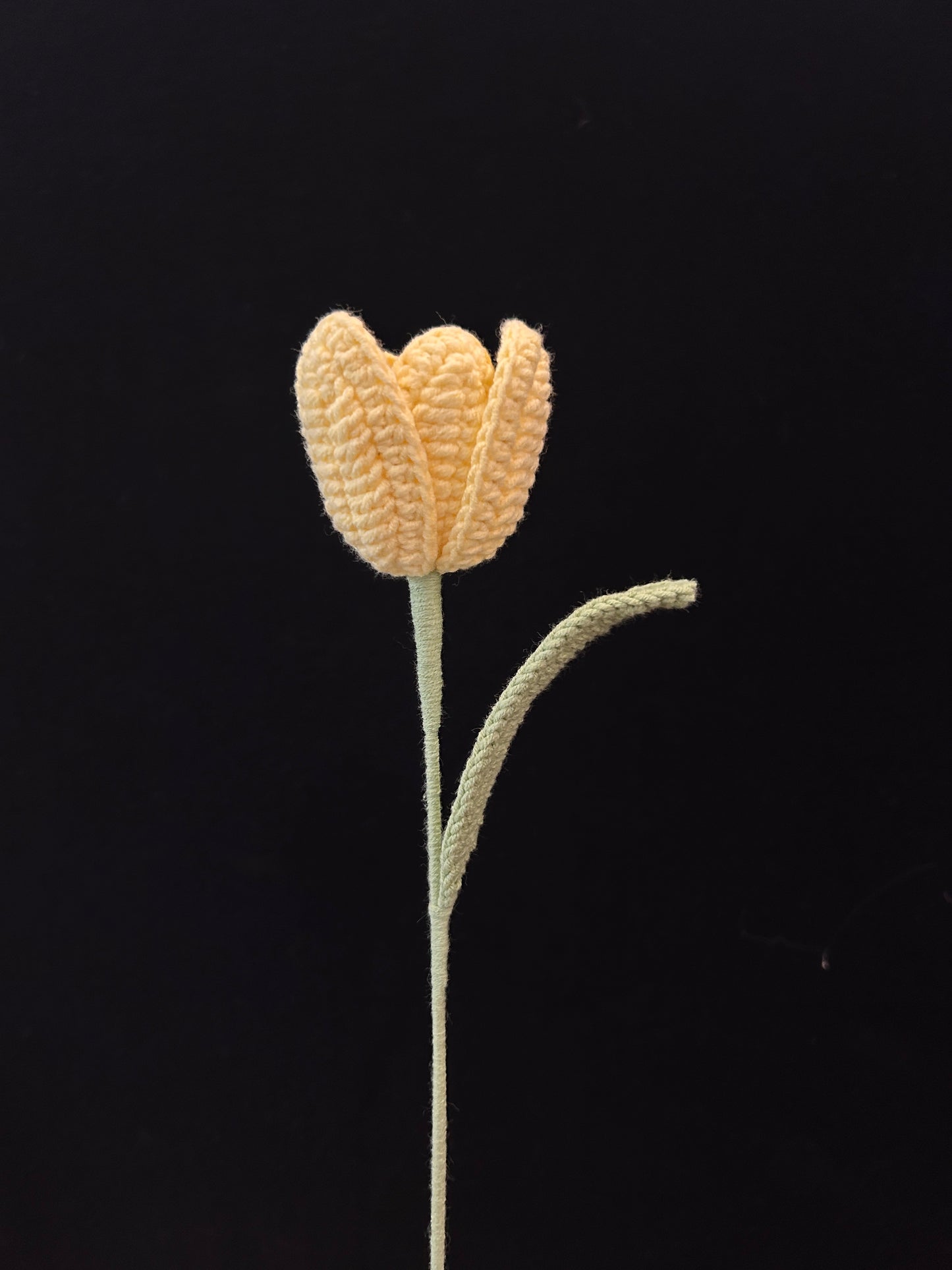 Tulip