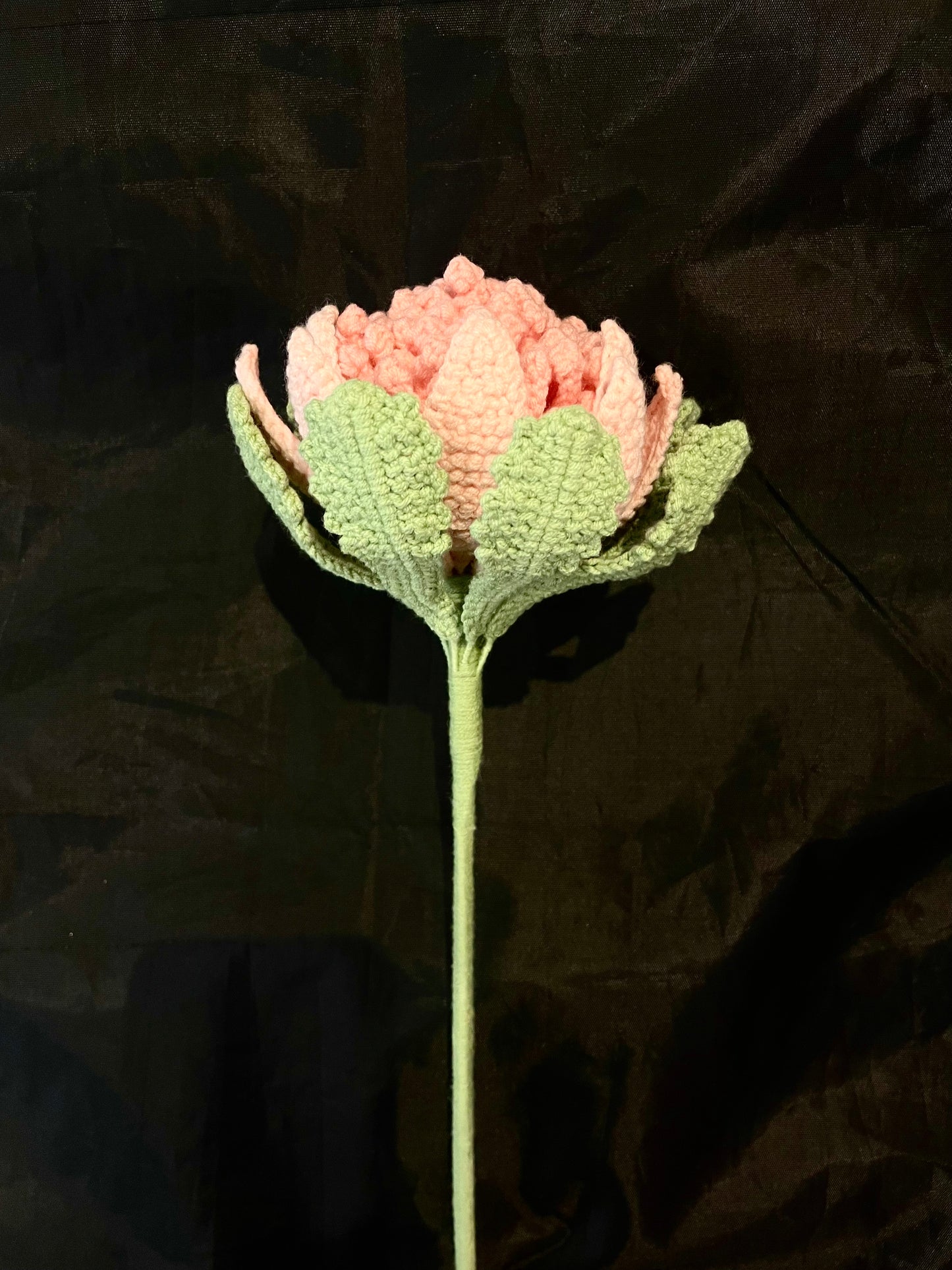 Protea