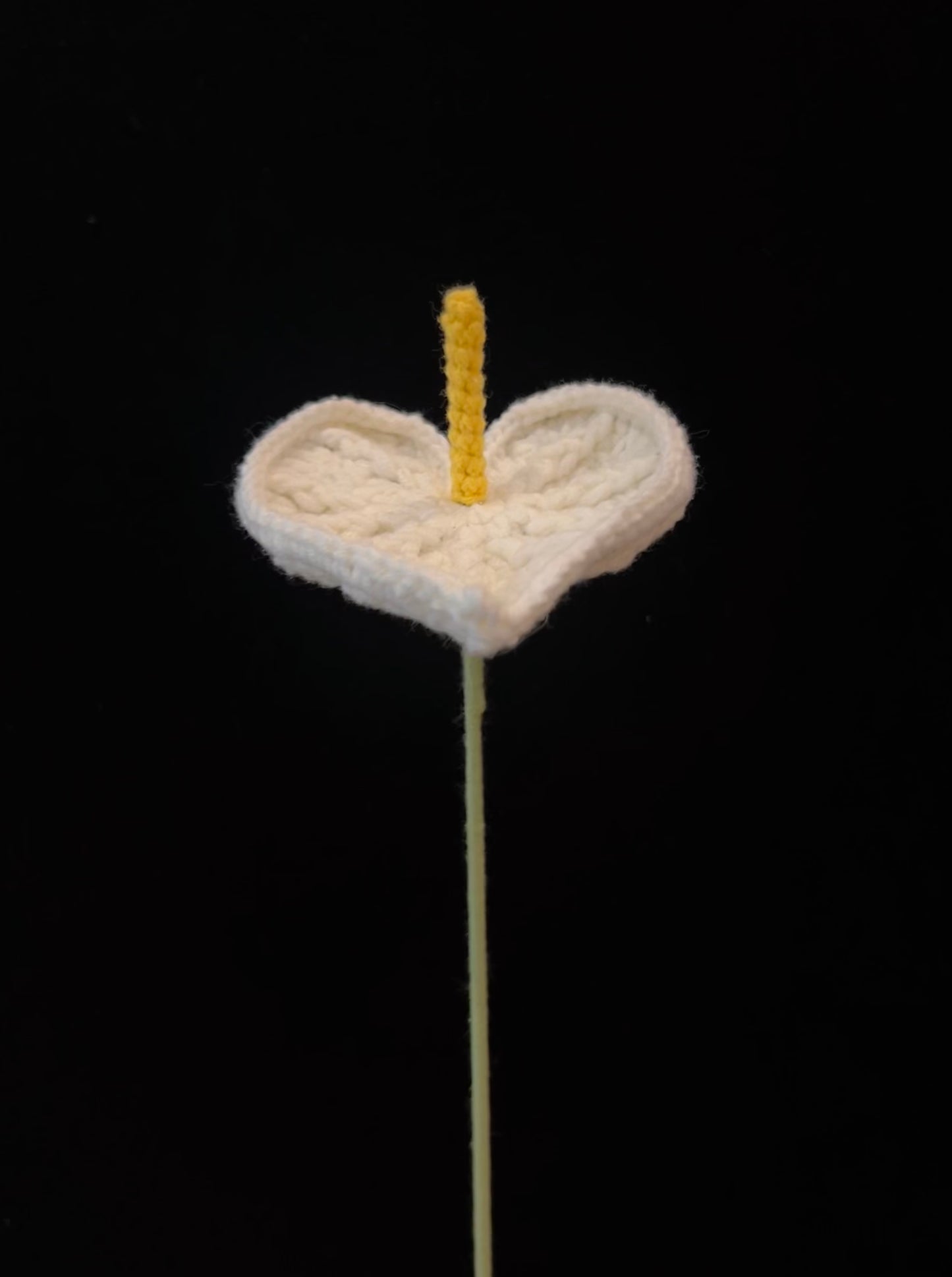 Anthurium