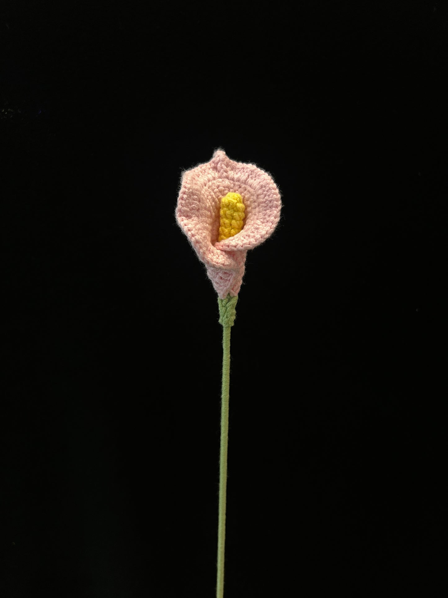 Calla Lily