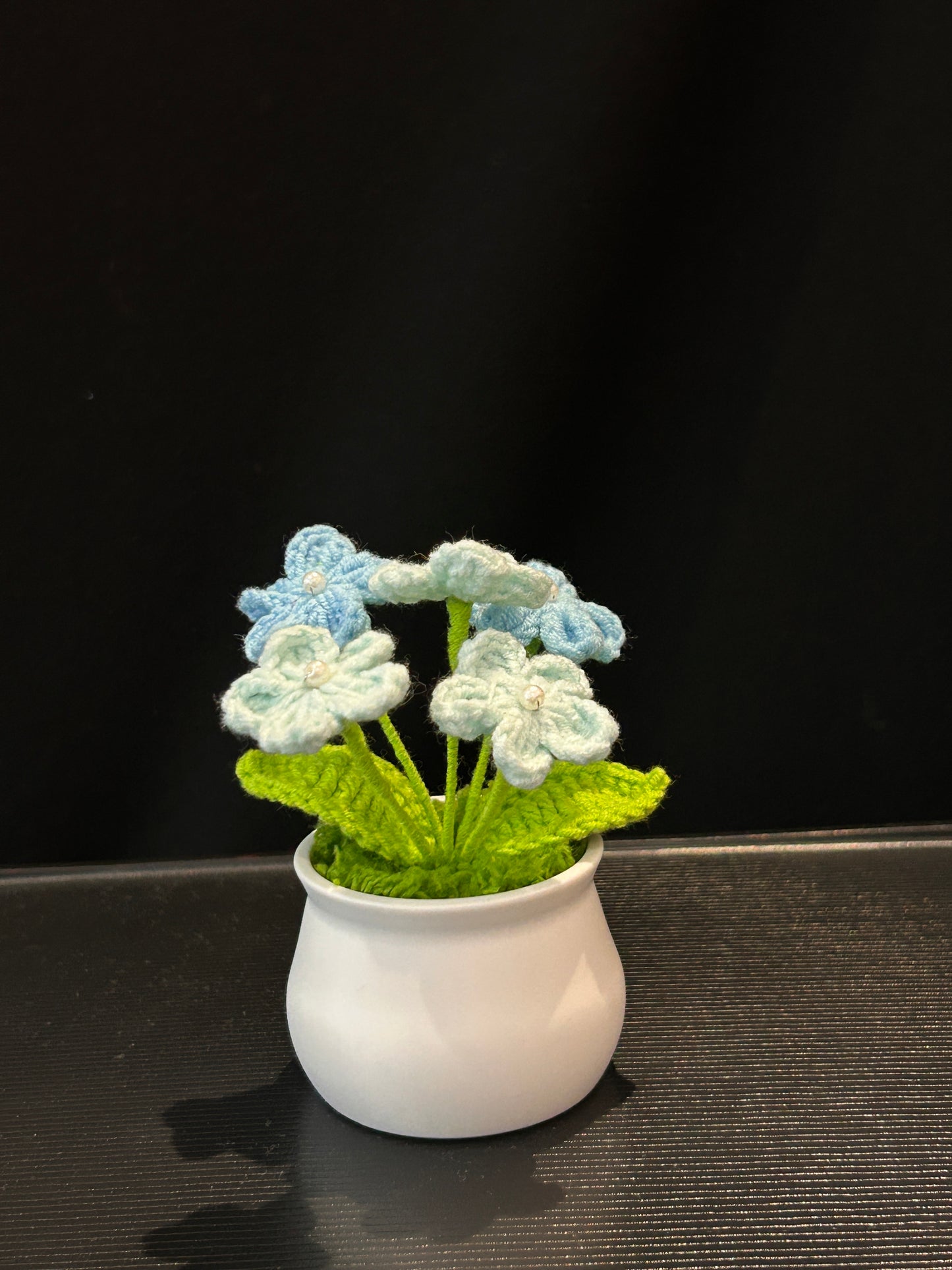 Forget-me-not in White pot