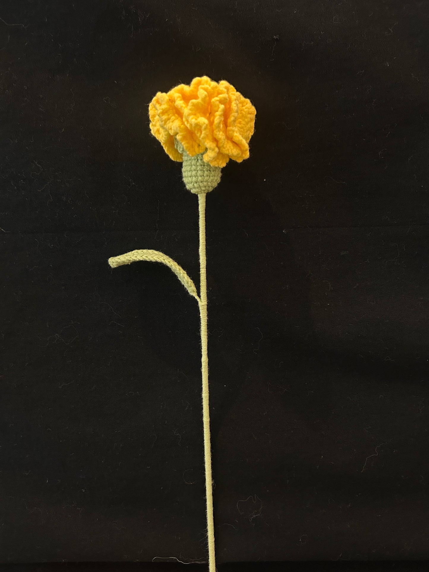 Carnation