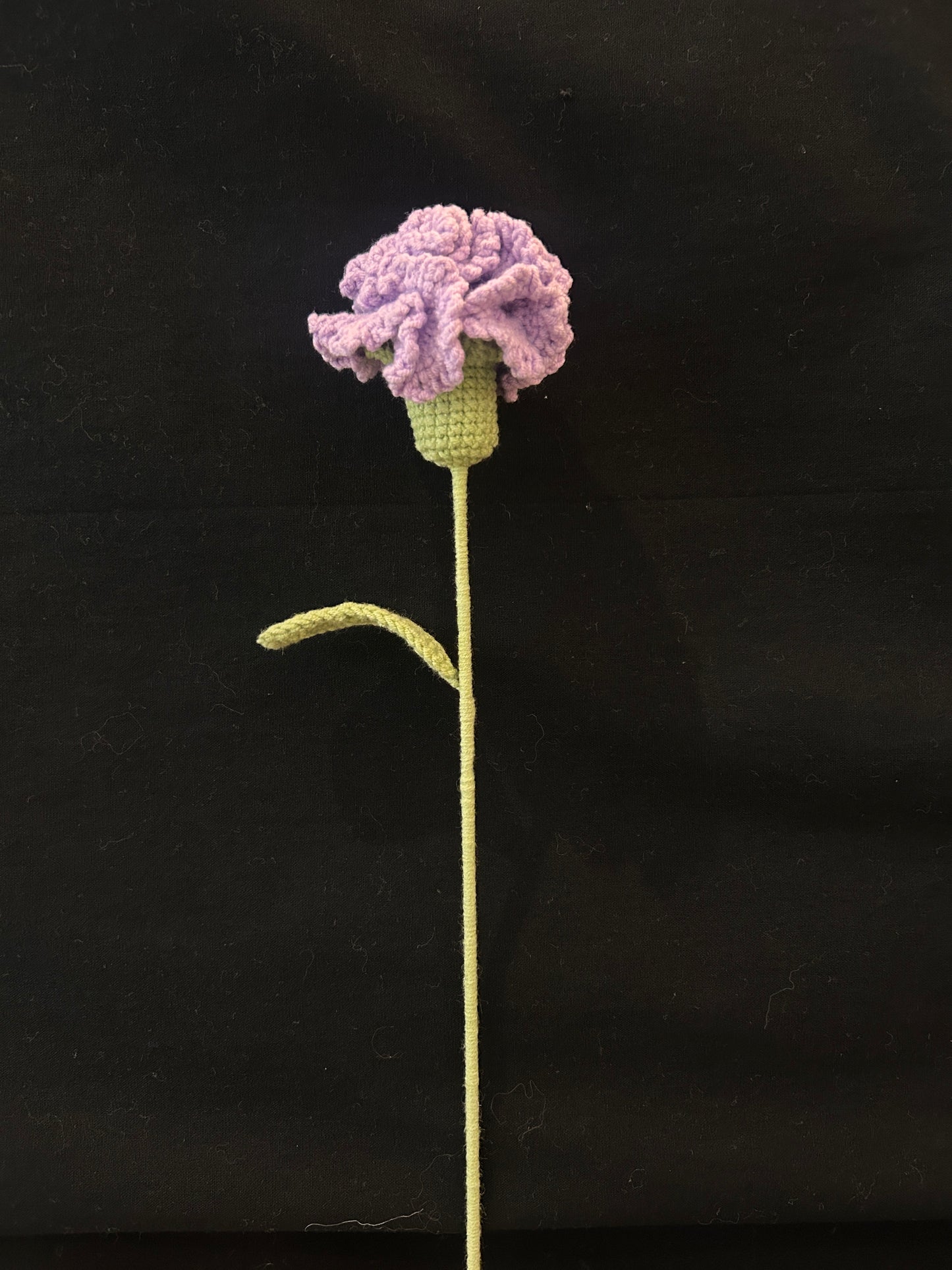 Carnation