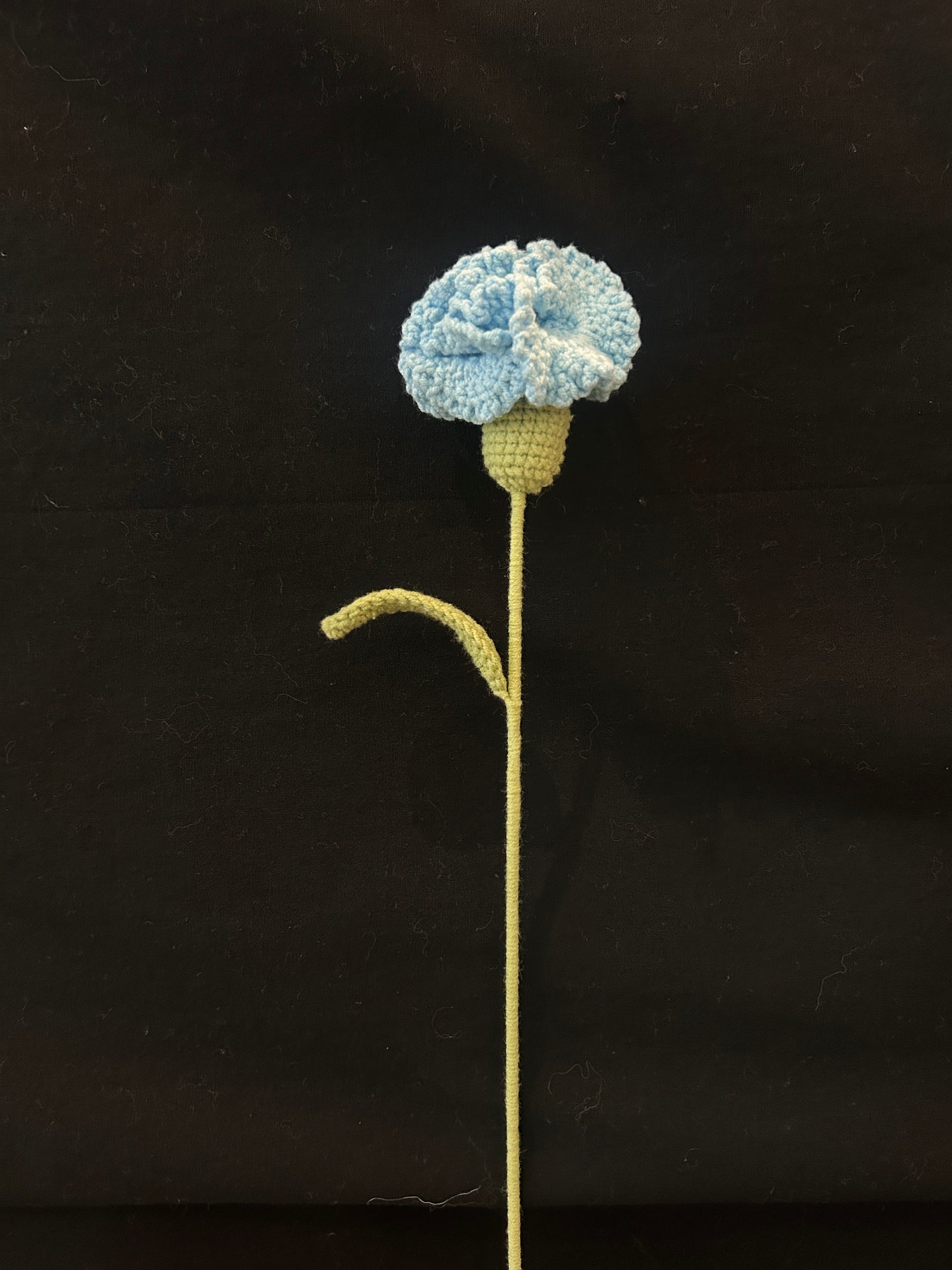Carnation