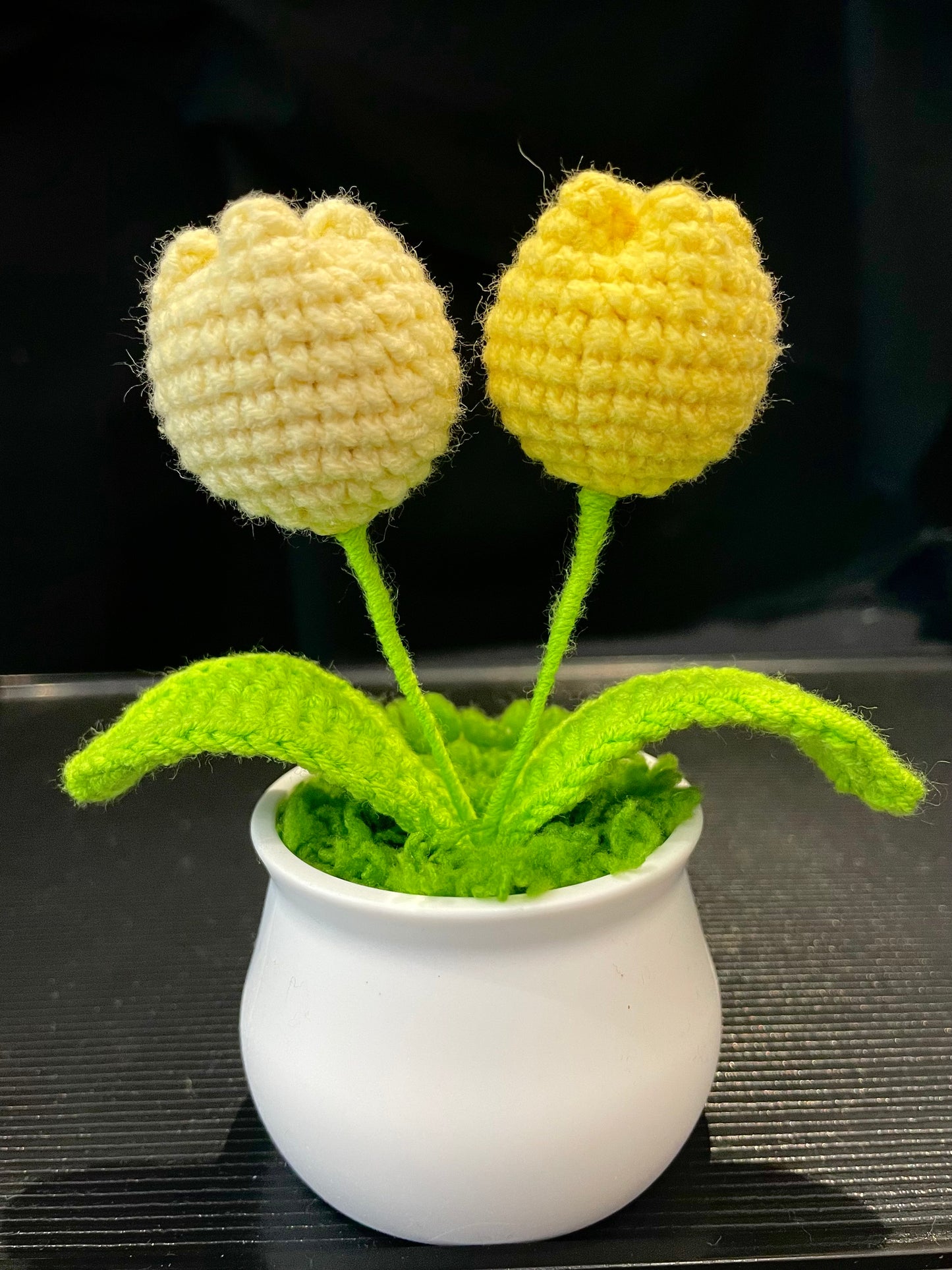 Tulip in White Pot