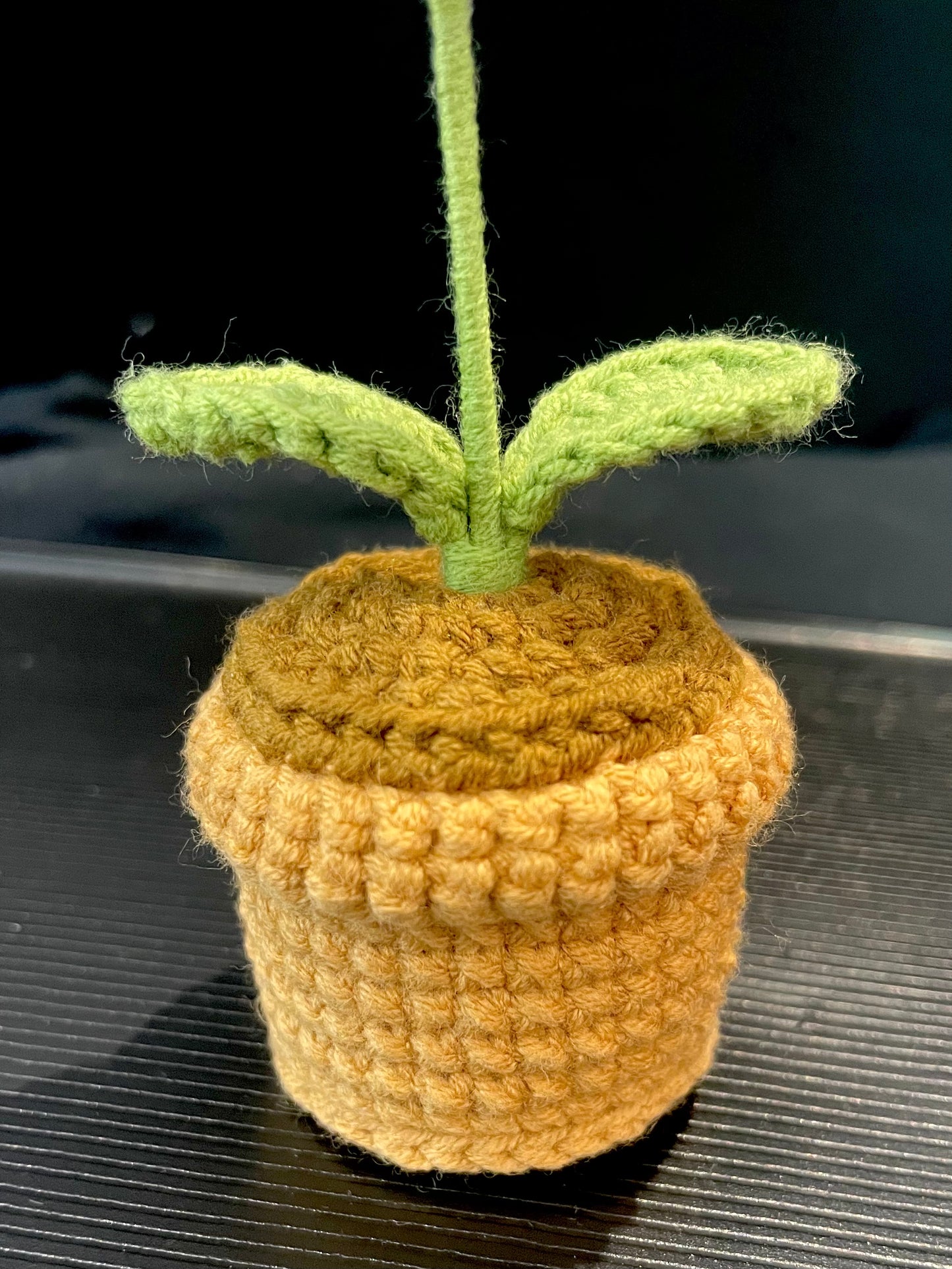 Daisy Pot (Single)