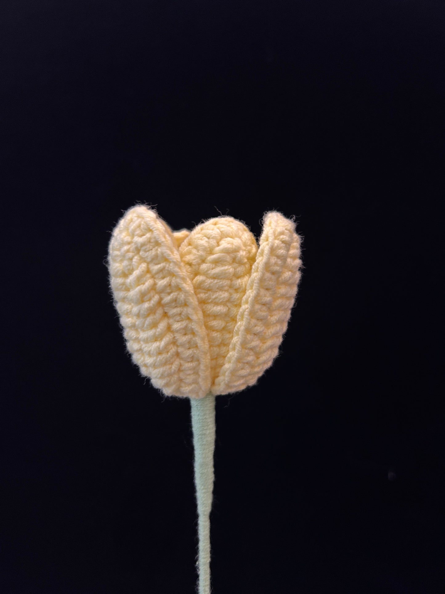 Tulip