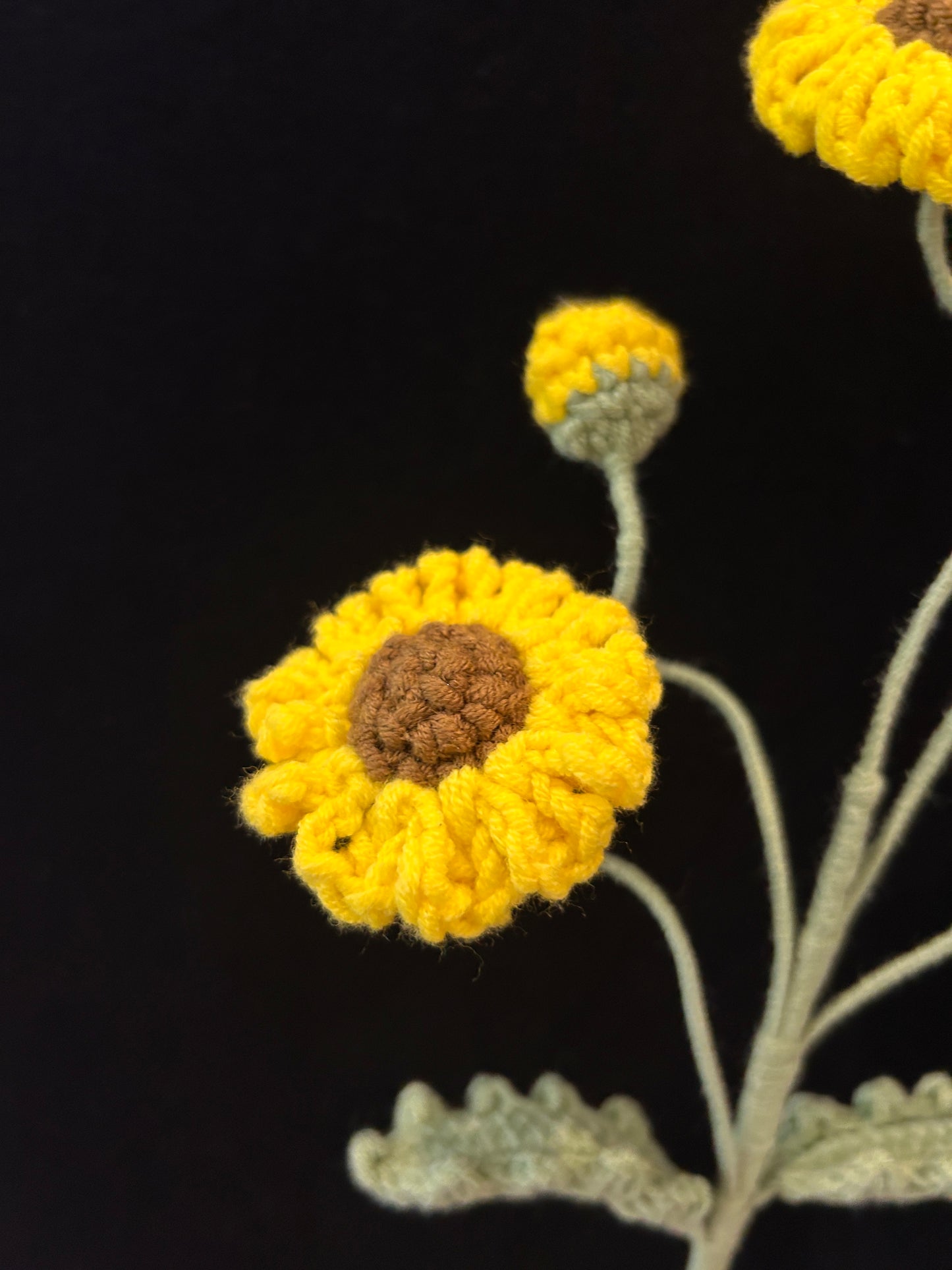 Daisy