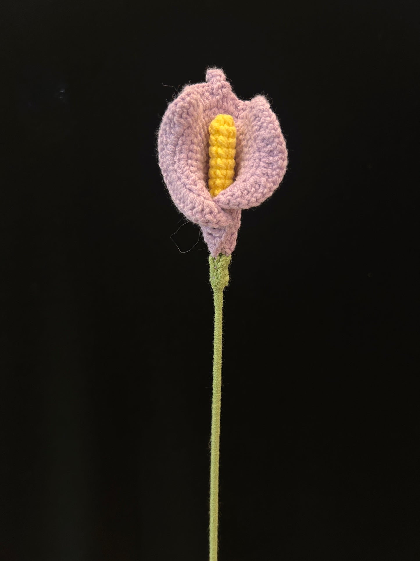 Calla Lily